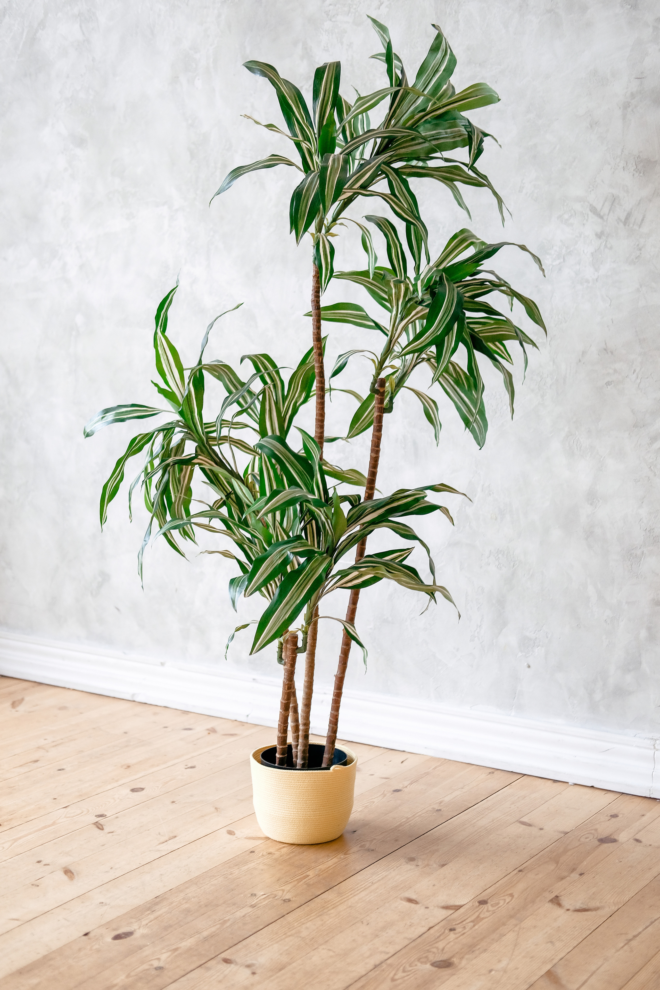 Macrome. Свадебный и портретный фотограф в Санкт-Петербурге Варламова Татьяна