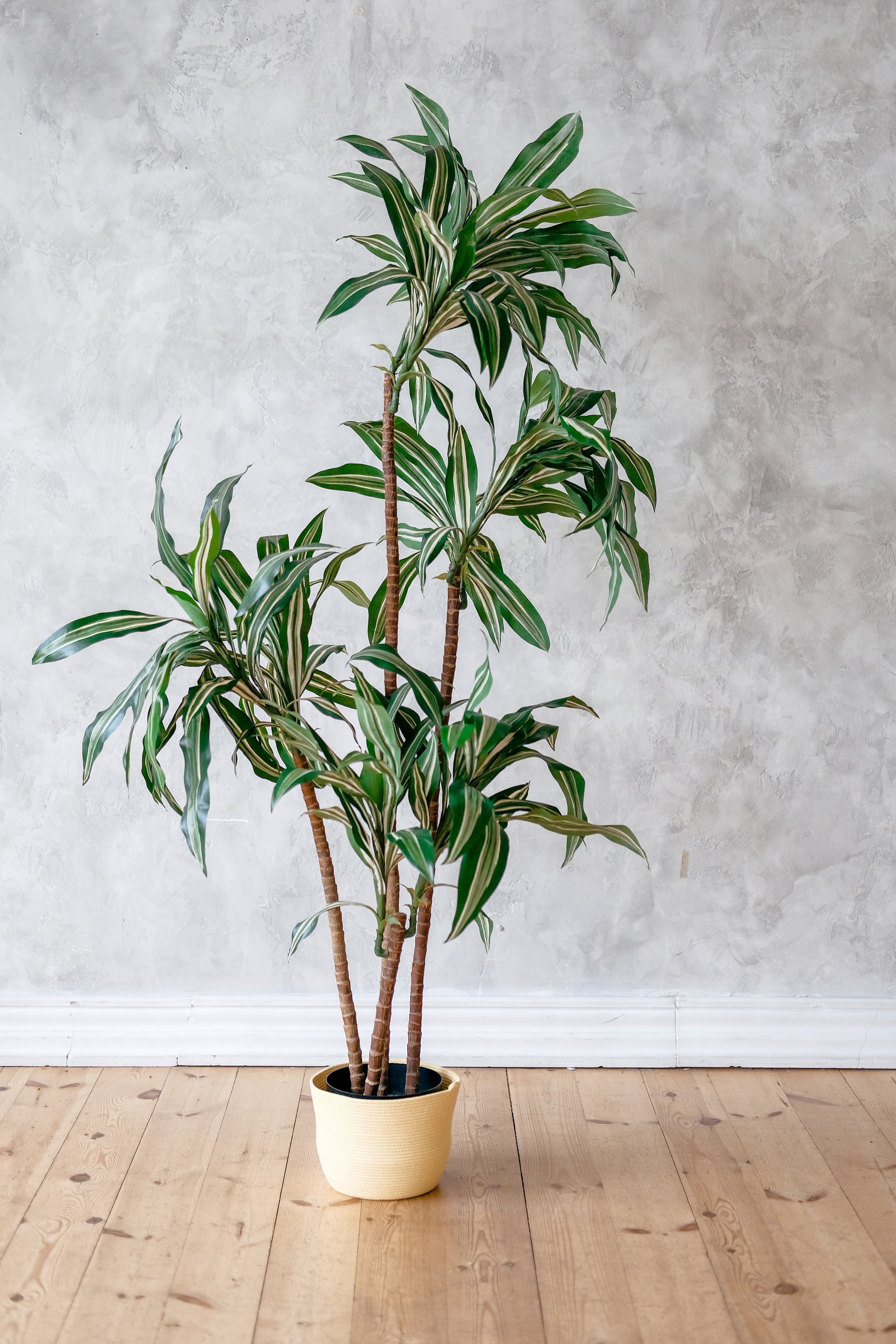 Macrome. Свадебный и портретный фотограф в Санкт-Петербурге Варламова Татьяна