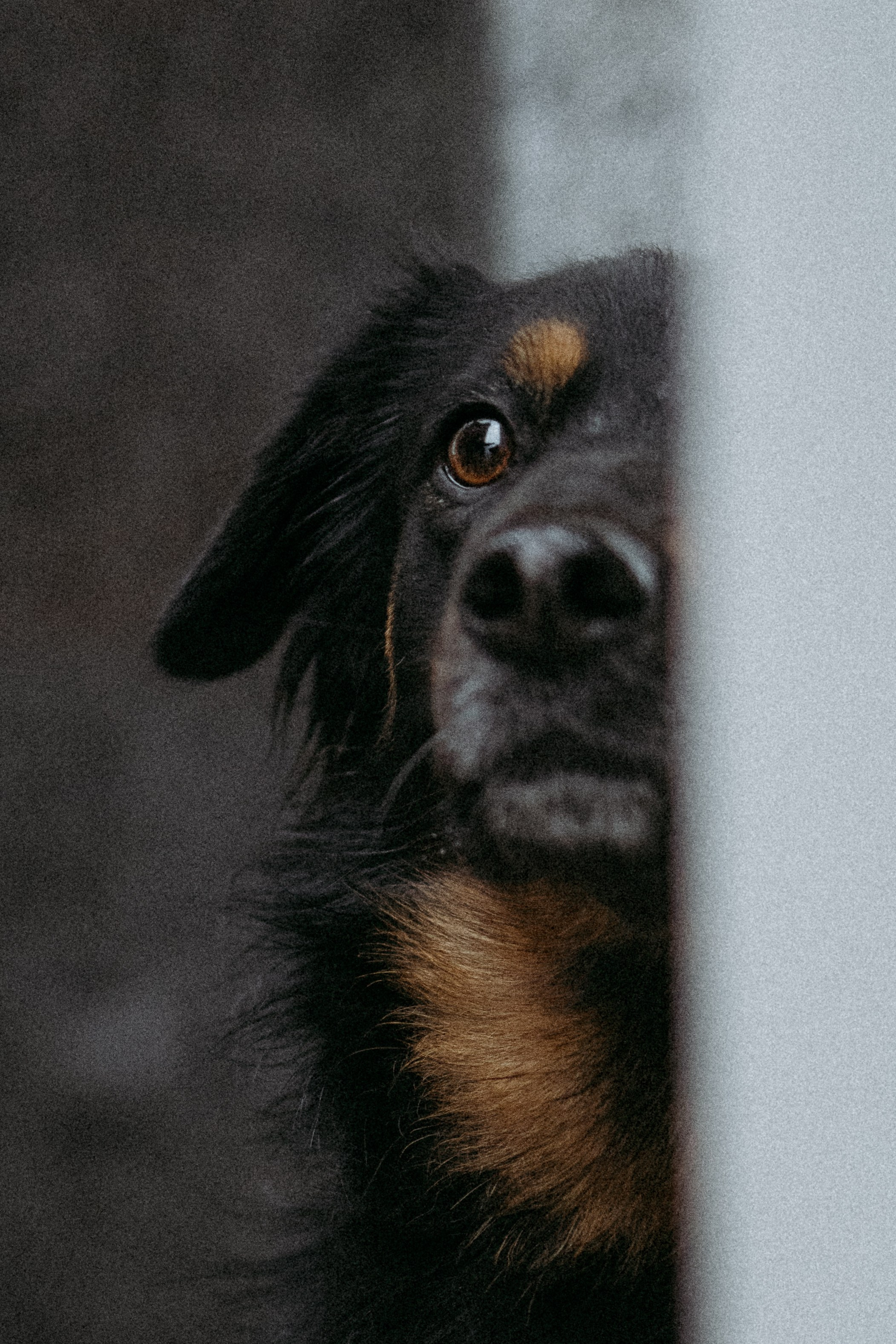 Саша, Ксюша и их банда. Фотораф — анималист Мария Шистка