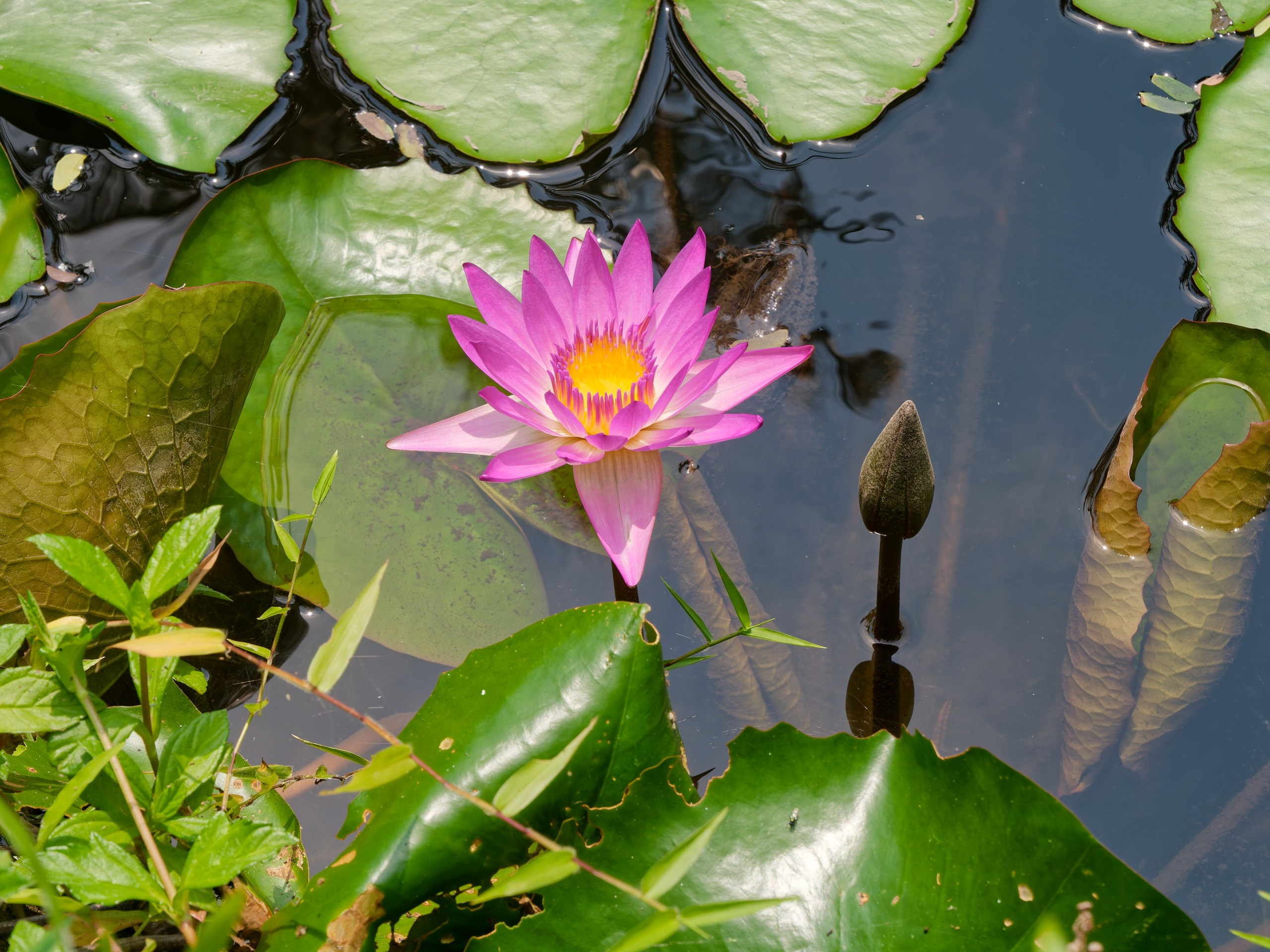 Хайнань 2026, флора, цветы и деревья. Фотопрогулки по Миру