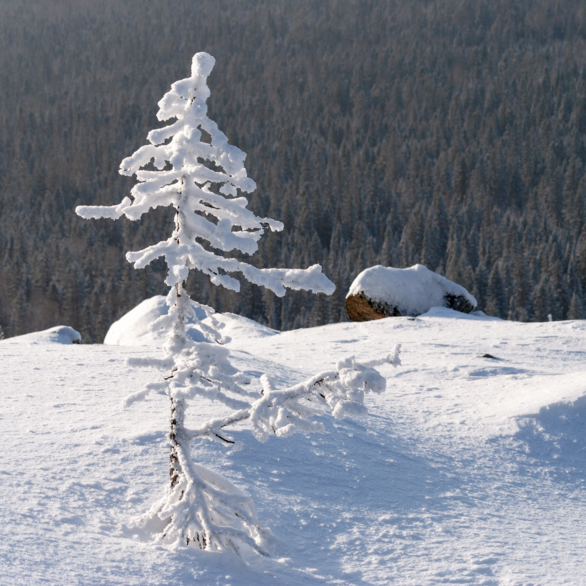Фото горы Белая (Нижний Тагил) | Фотограф Николай Обухов