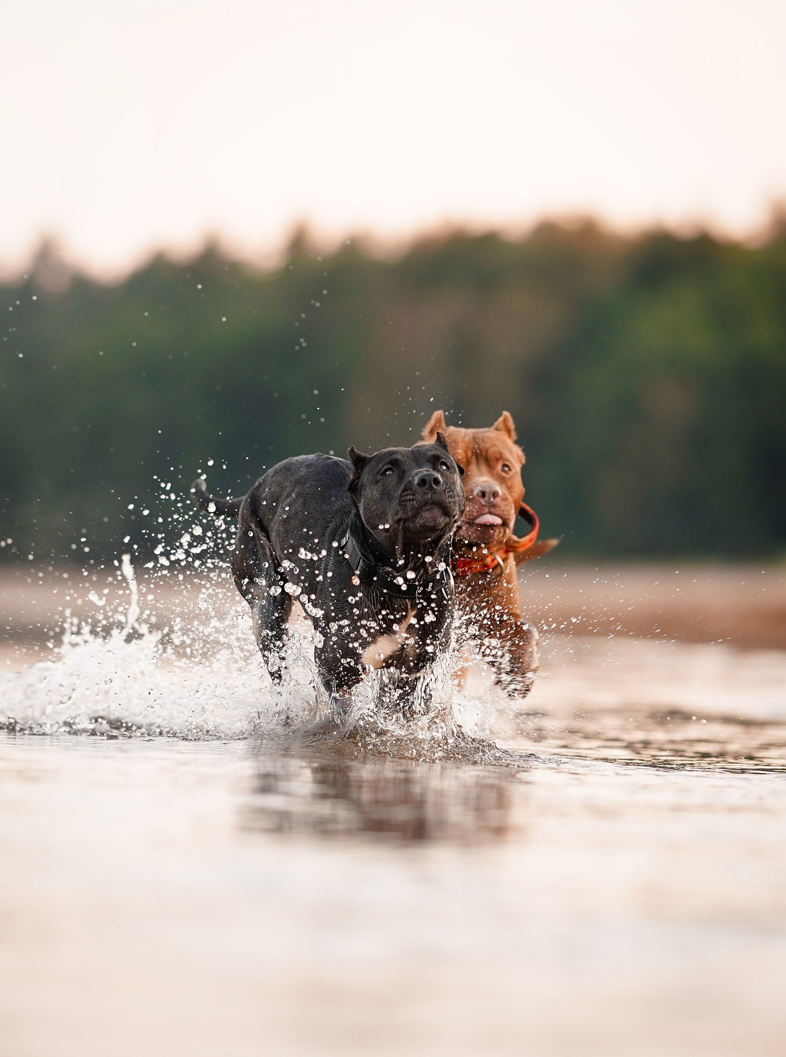 Татьяна Изи и Джем. Фотограф-анималист в Санкт-Петербурге Яна Мартынова