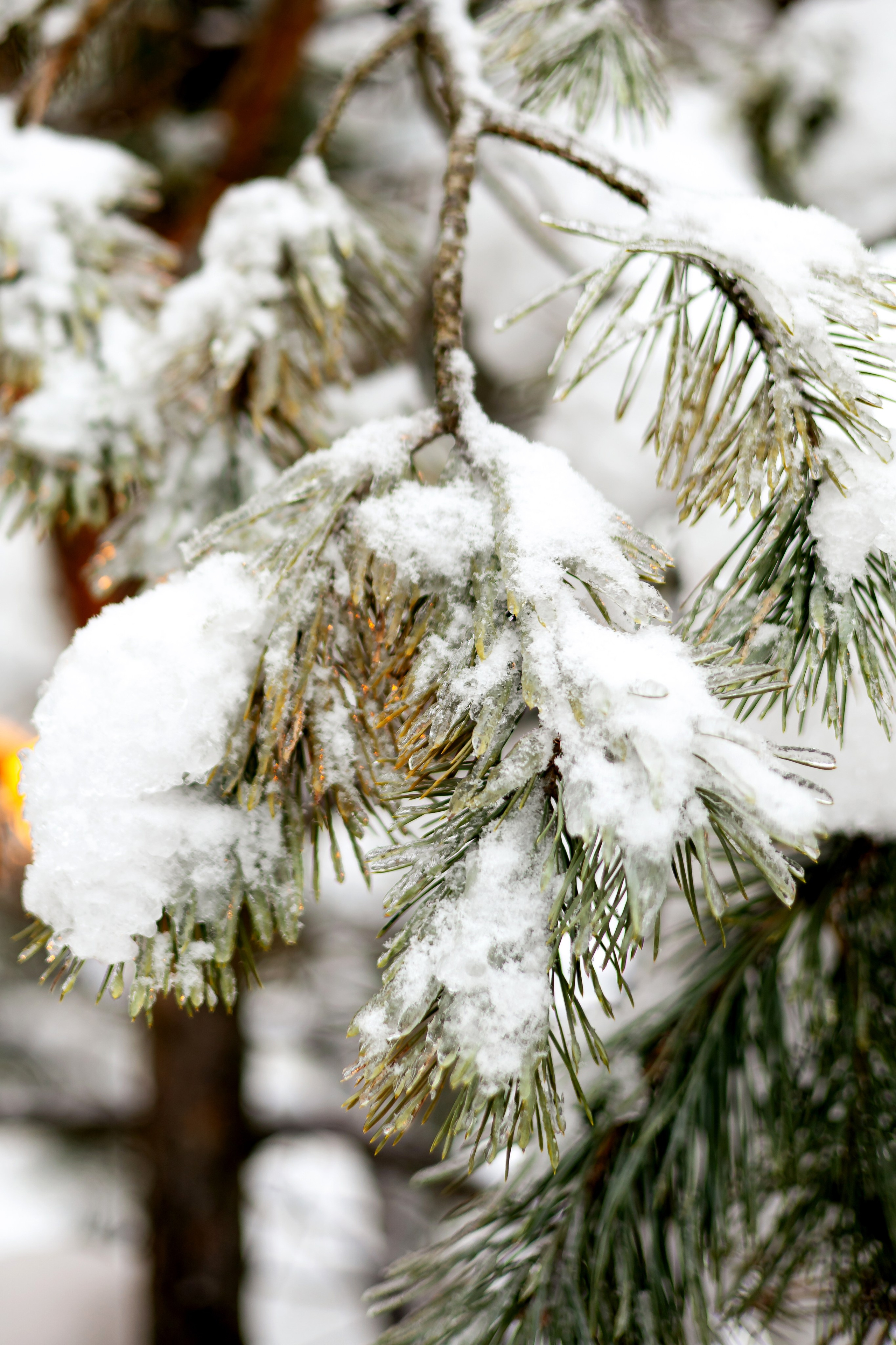 Зимняя сказка. Детский и семейный фотограф Алёна Агеева
