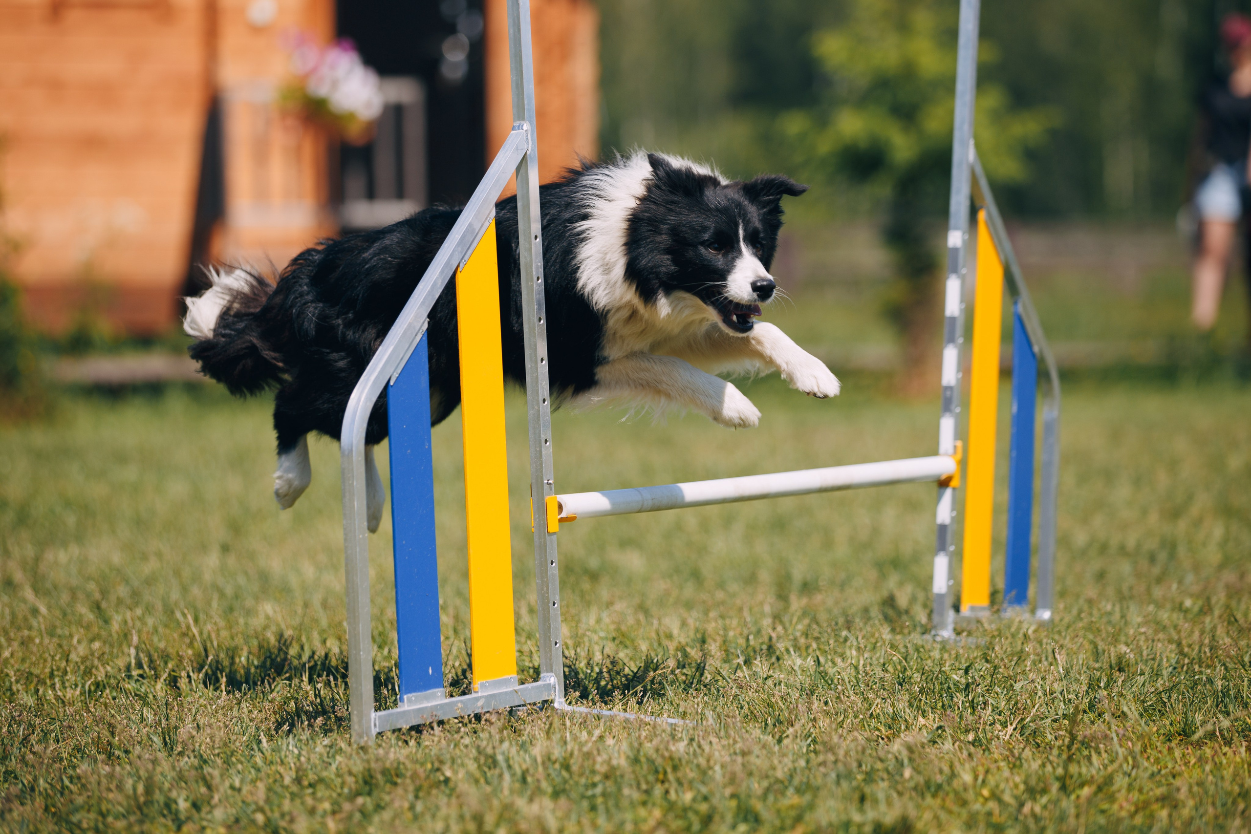 Кинологический лагерь в Горыныче. Фотограф анималист Кристина Карпова, Москва