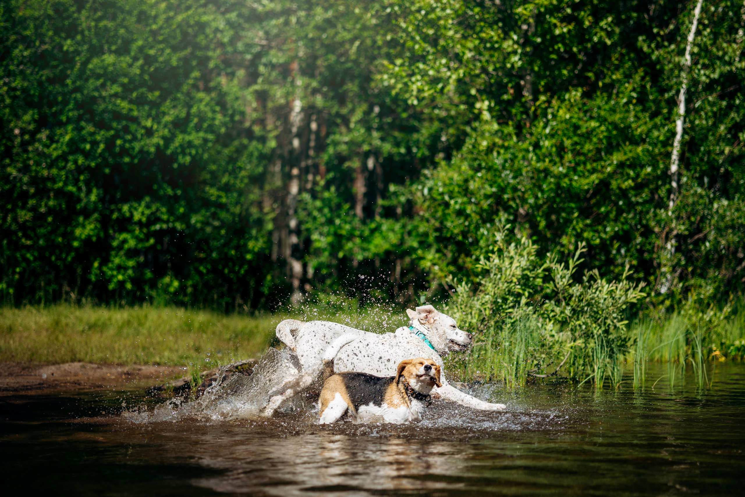 Котофеи и их семья. Фотограф — Анималист | Санкт-Петербург
