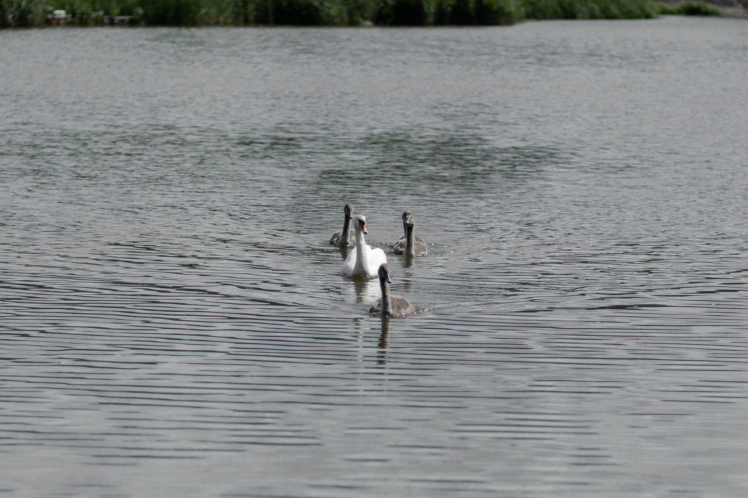 Свадебная фотосессия в агроусадьбе Лабодянка в Минске. Свадебный фотограф в Минске/Беларуси Сергей Спиридонов