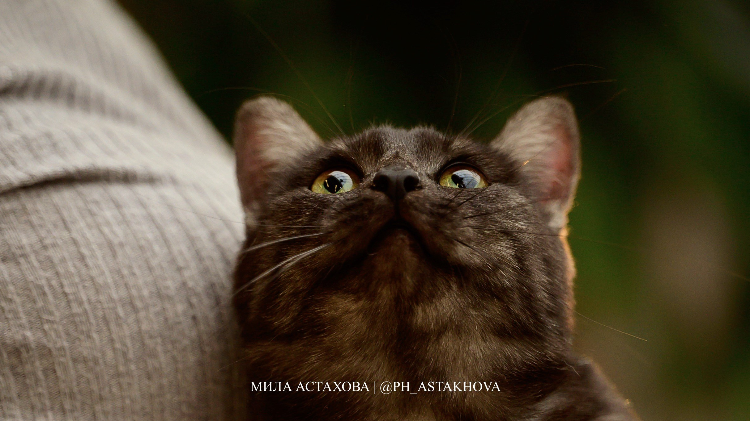 Рыжий хвост в тц 01.02.2025. Мила Астахова