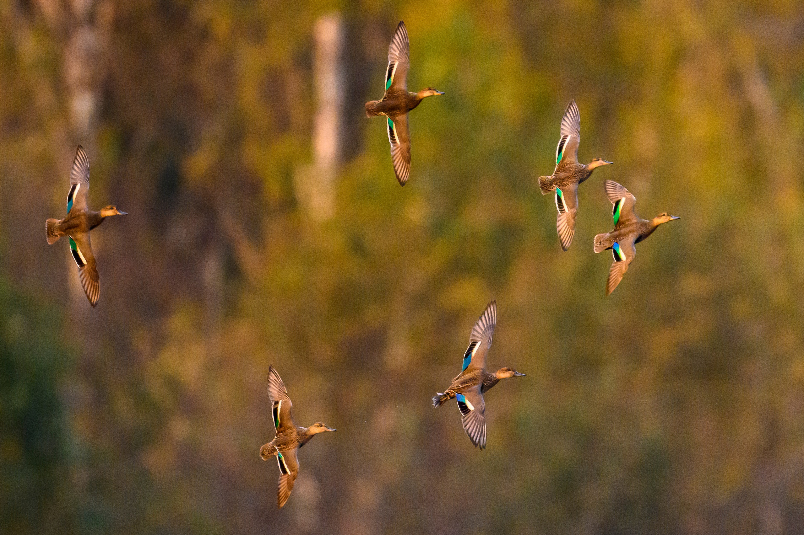 Утки. The ducks. Wildlife photography by Sergey Puponin
