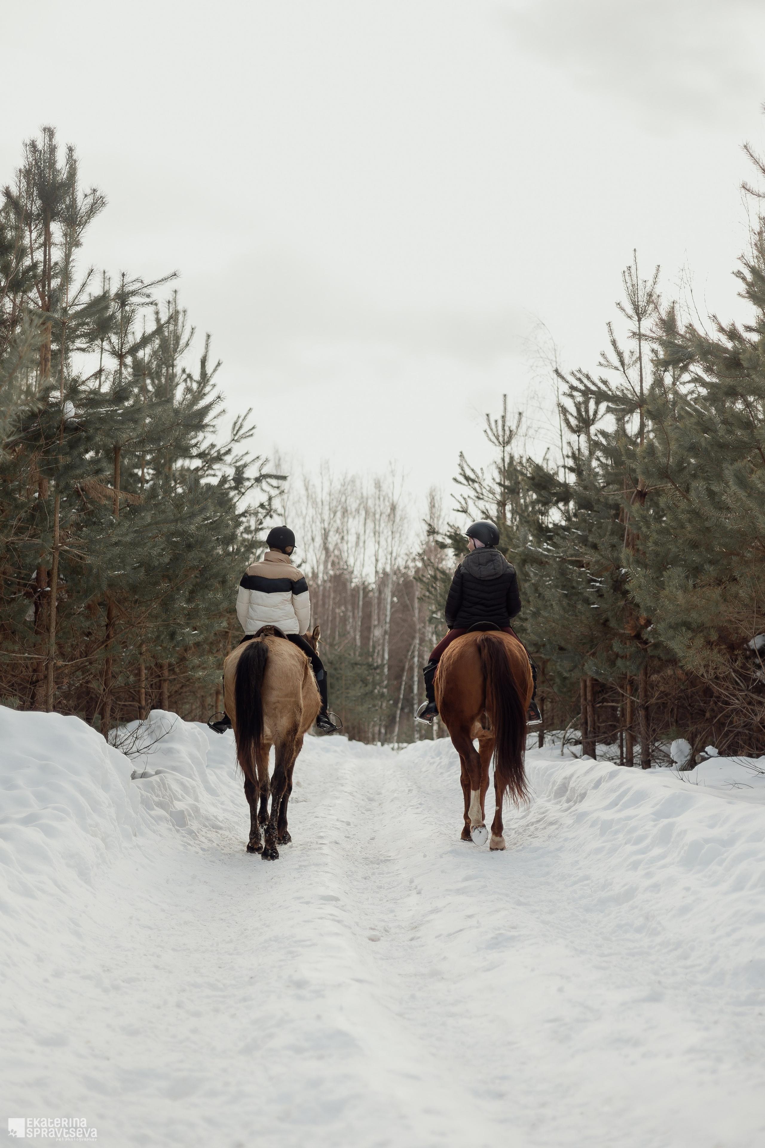 Среди грив и копыт. Фотограф Анималист Екатерина Справцева в Нижнем Новгороде