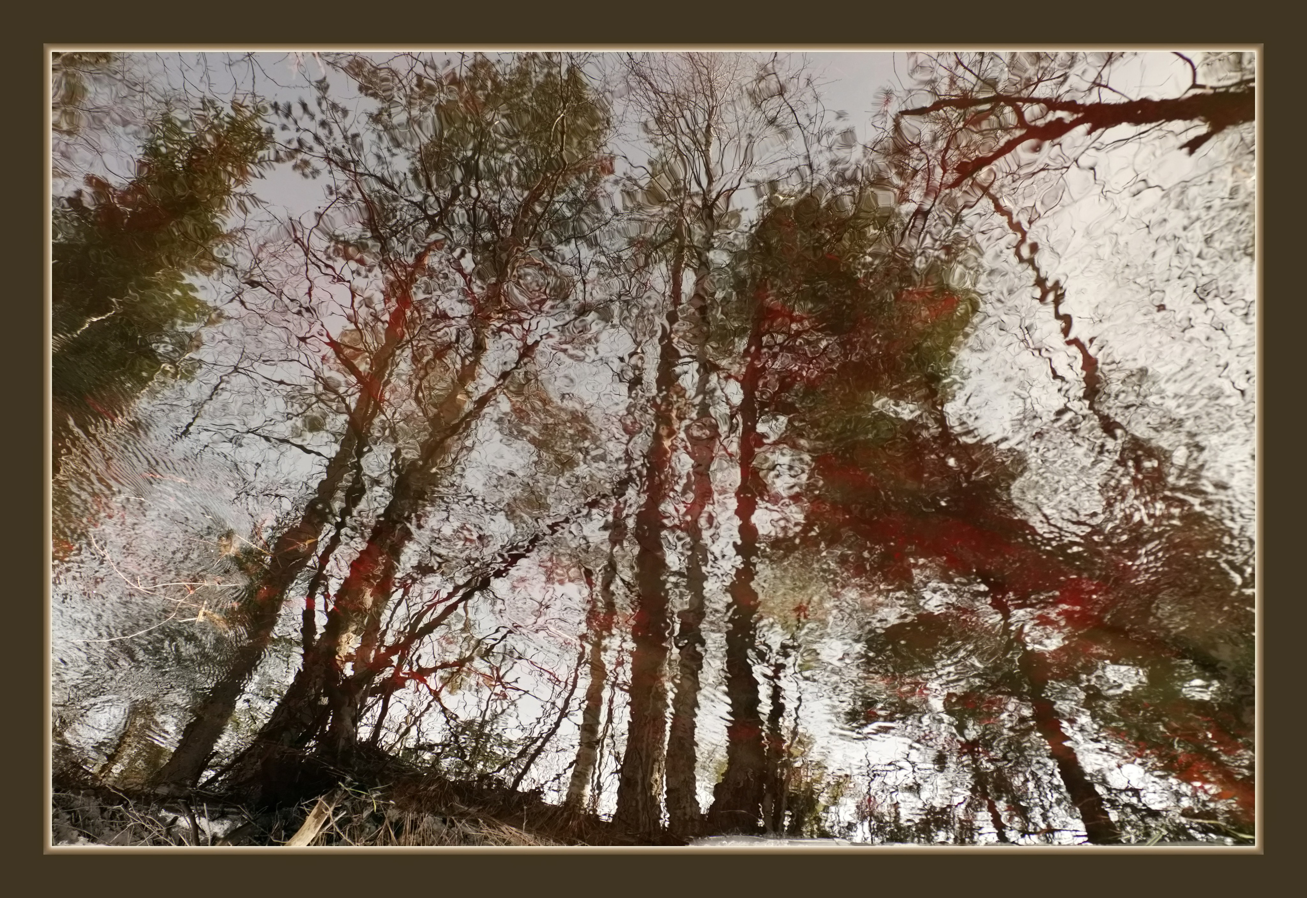 деревья.отражение в воде
