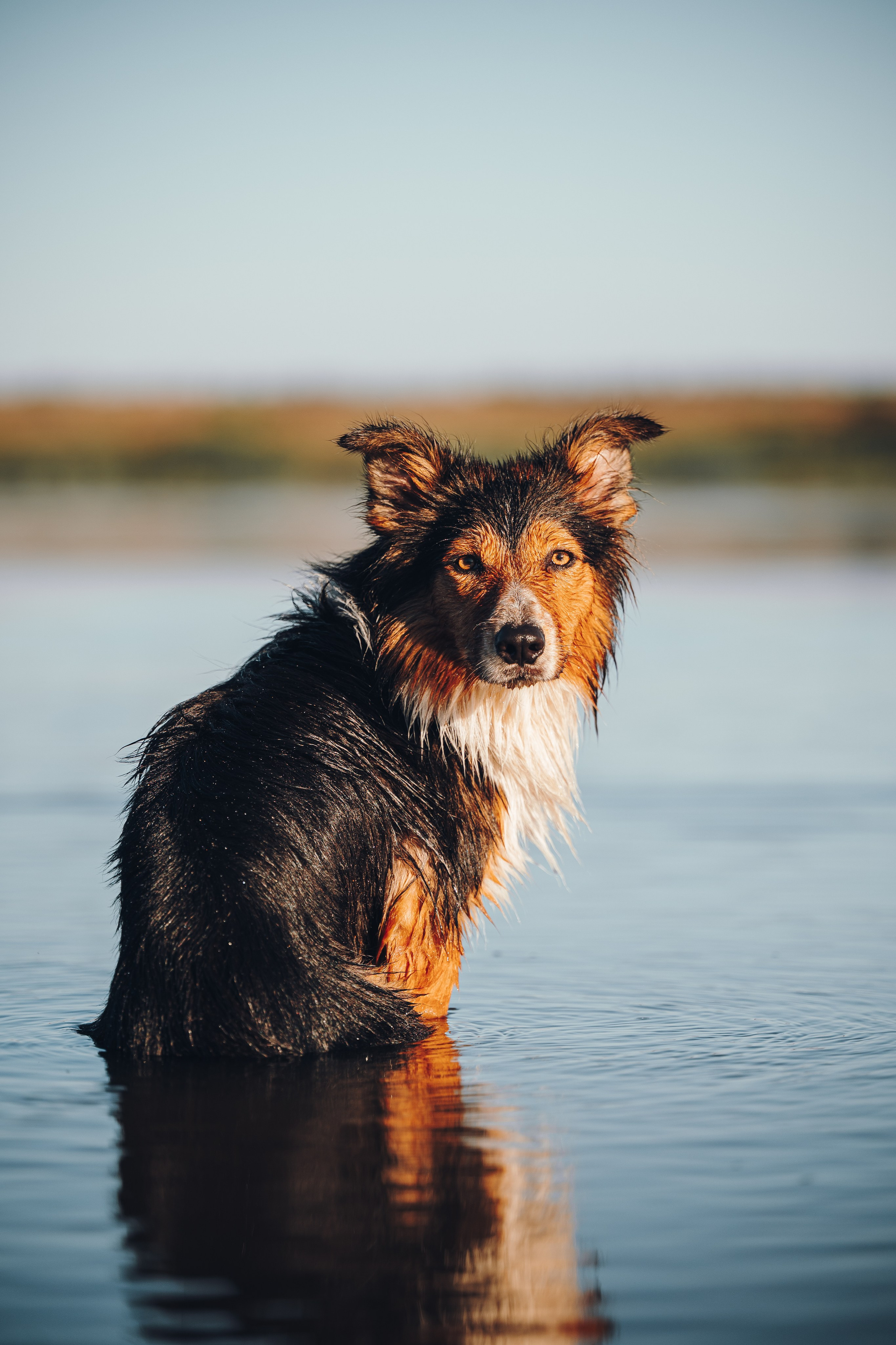 Саша, Флик и Эсприт. Семейный фотограф анималист Ананьева Мария — Москва