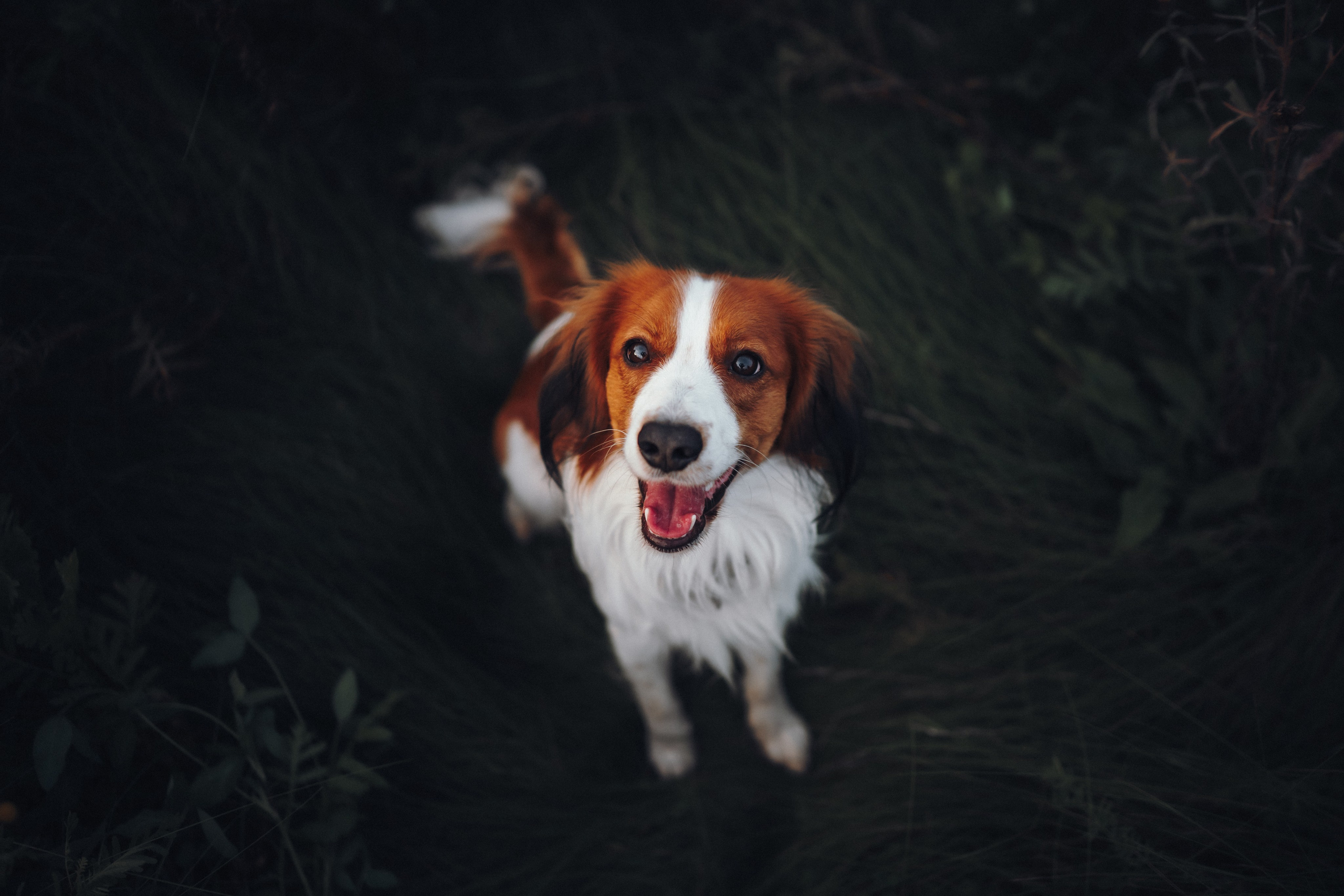 Семейная фотосессия с питомцем. Семейный фотограф анималист Ананьева Мария — Москва
