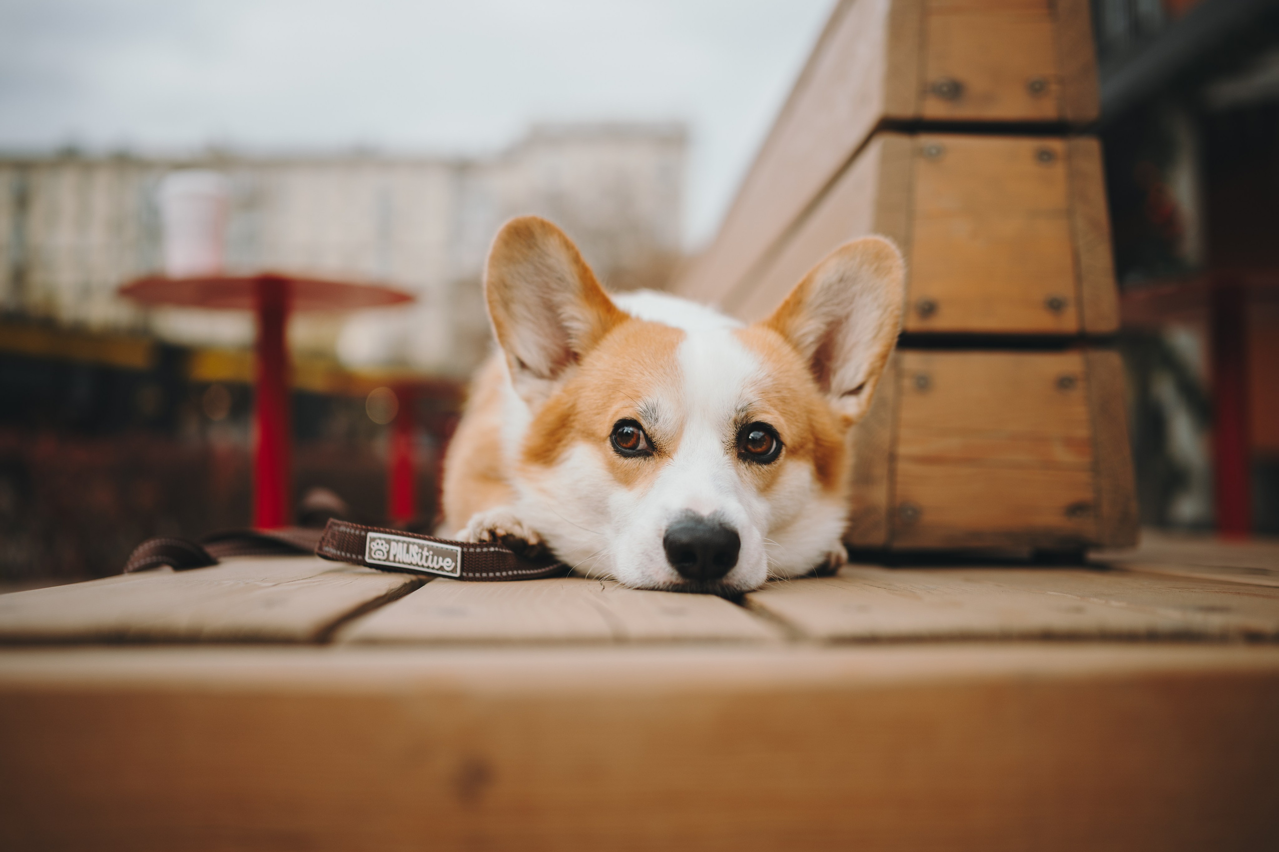 Pawsitive. Семейный фотограф анималист Ананьева Мария — Москва