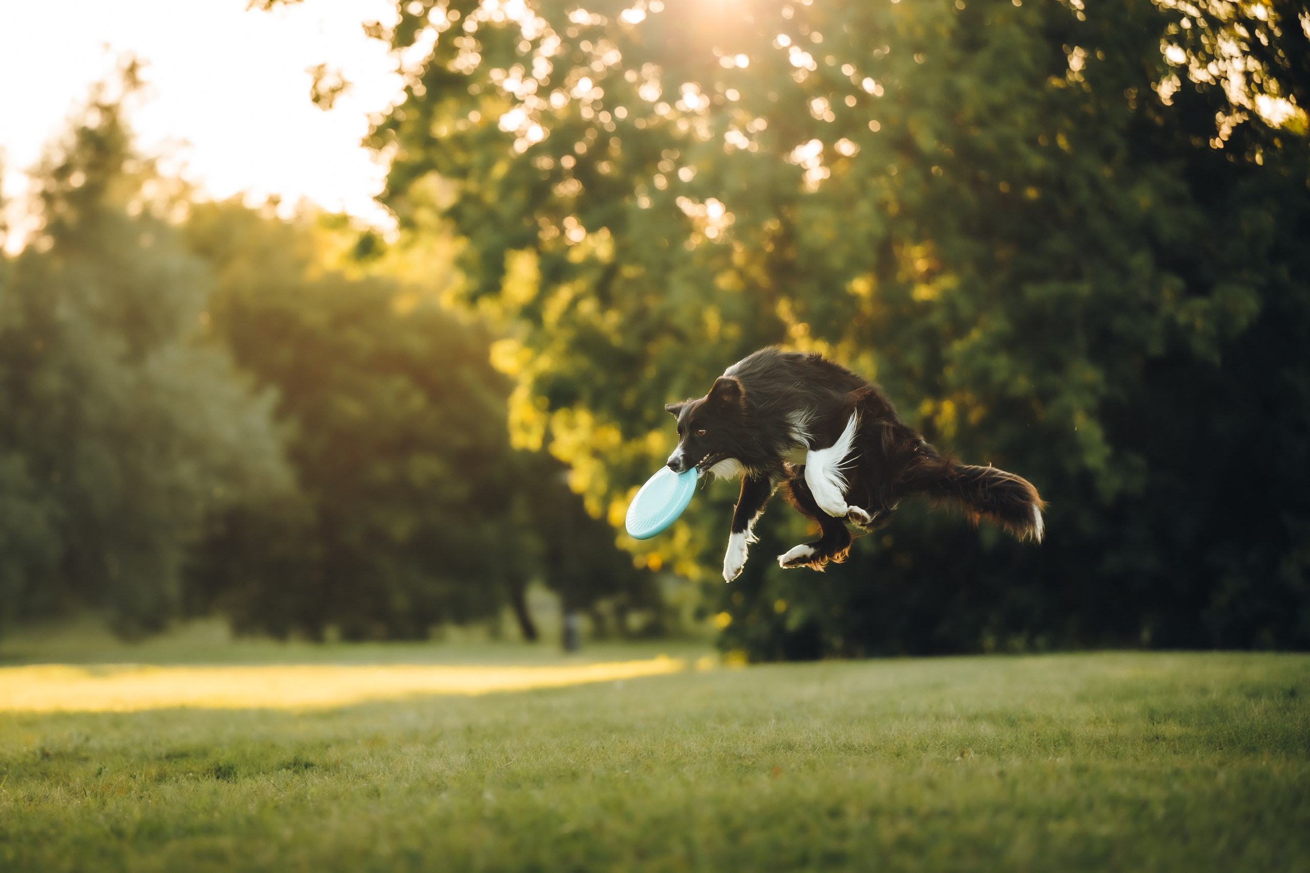 Марина и Эдж. Семейный фотограф анималист Ананьева Мария — Москва
