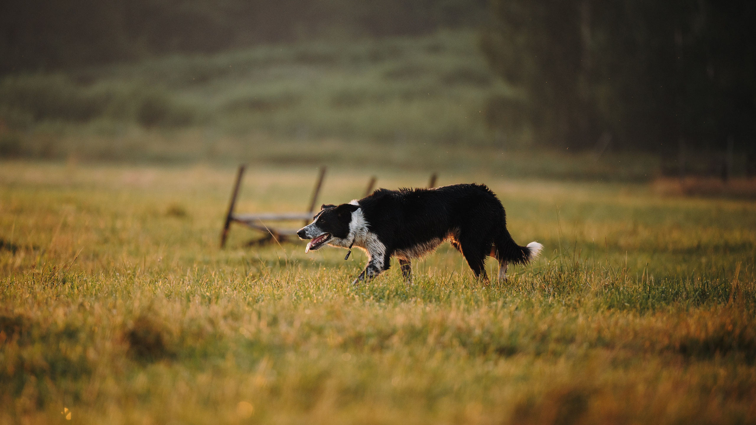 Пастьба. Семейный фотограф анималист Ананьева Мария — Москва