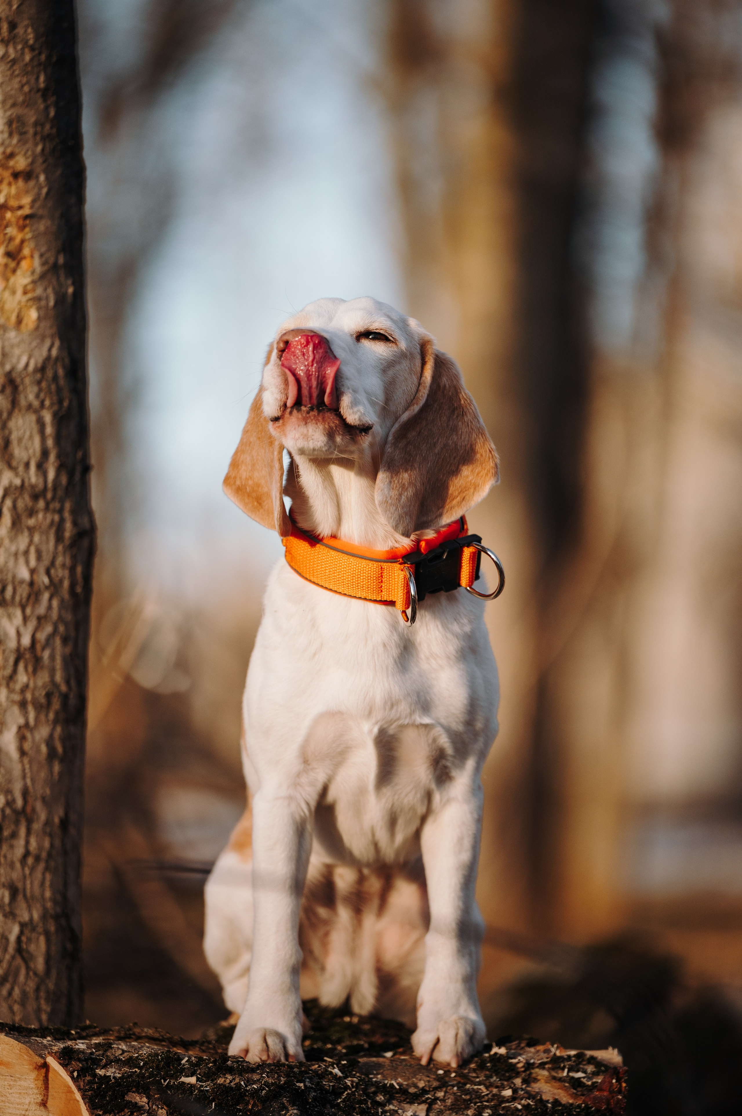 MagWay. Семейный фотограф анималист Ананьева Мария — Москва