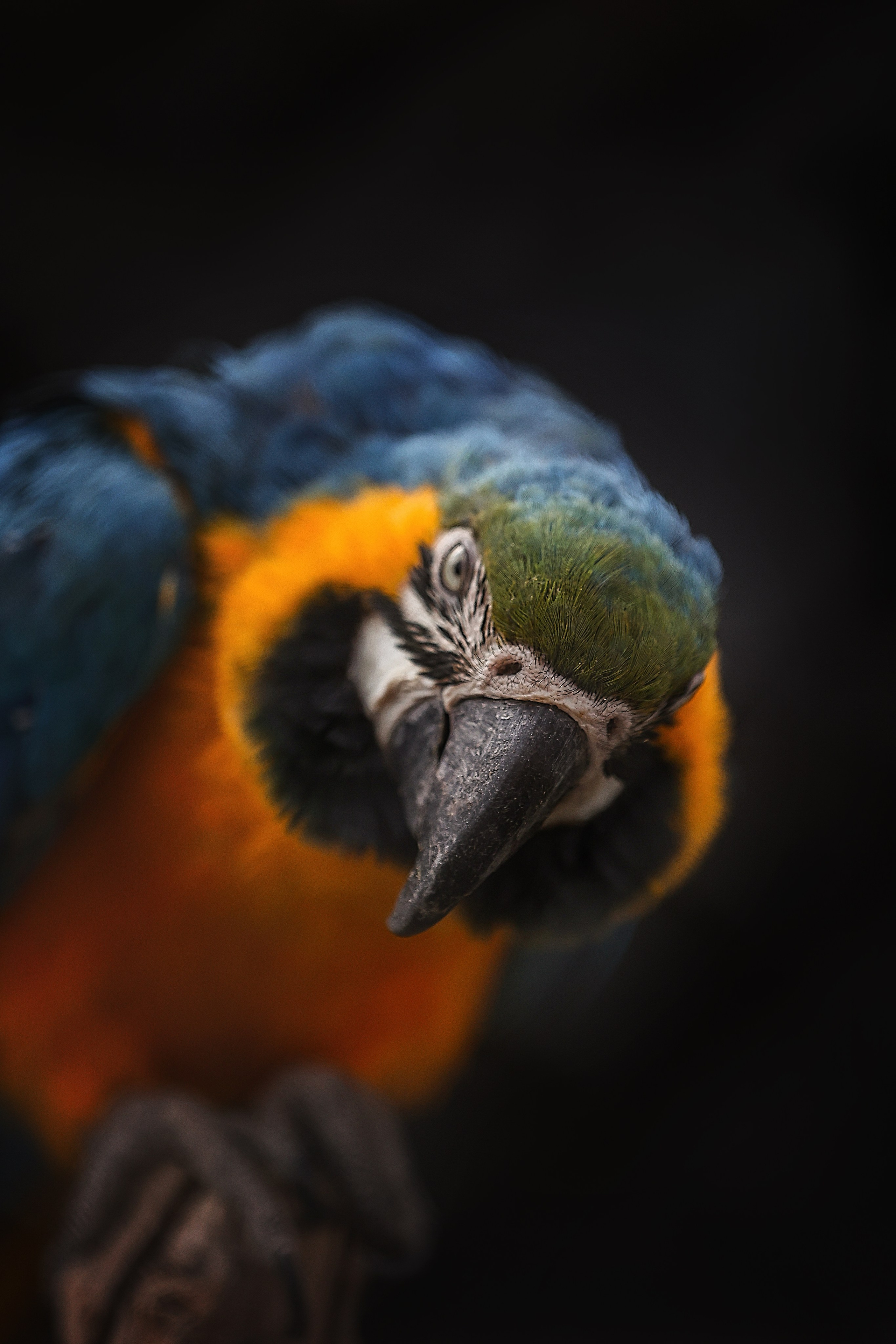 Зоопарк Малинки. Фотограф-АниМалист Анна Абрамова