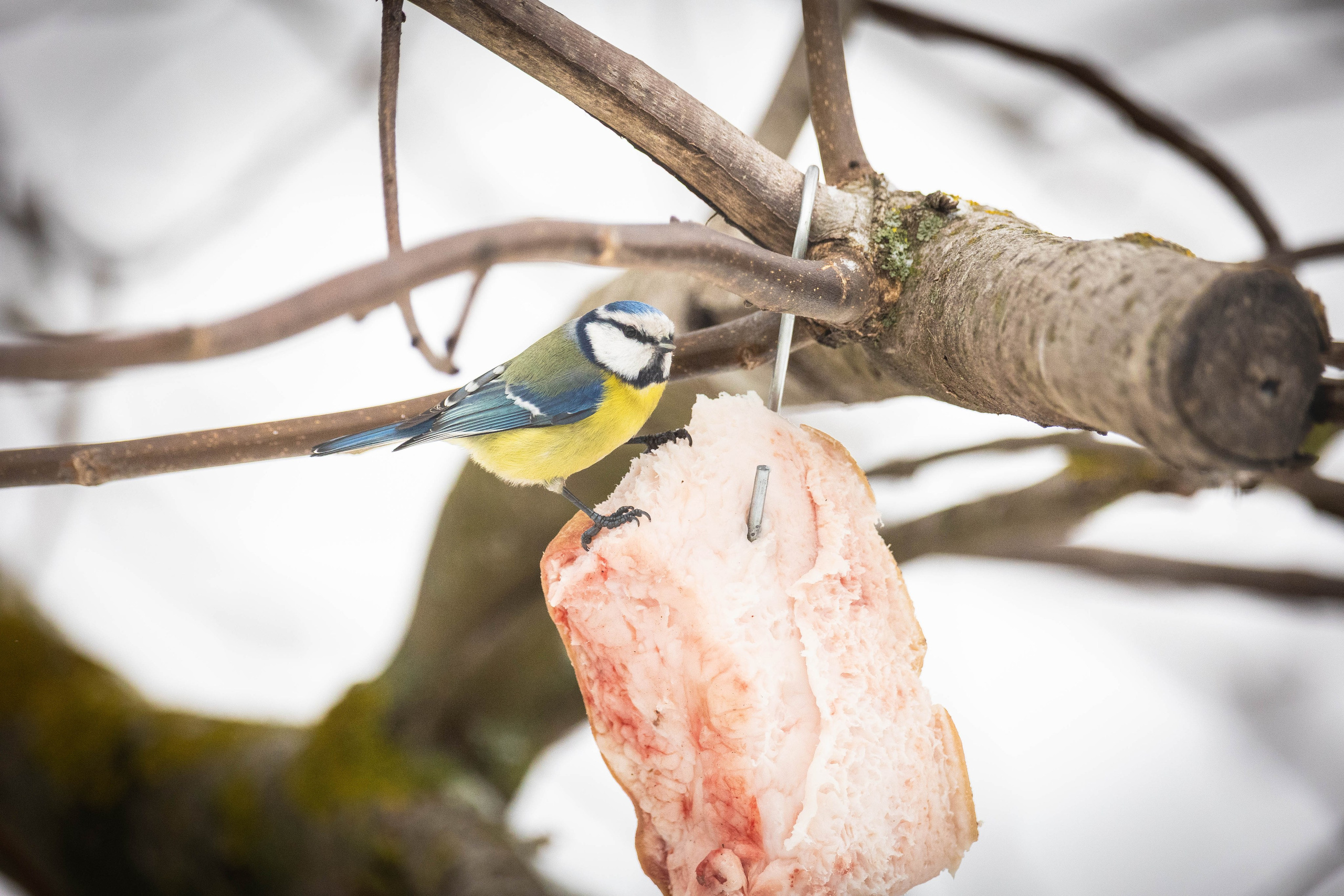 Дикий животный мир. Фотограф-АниМалист Анна Абрамова