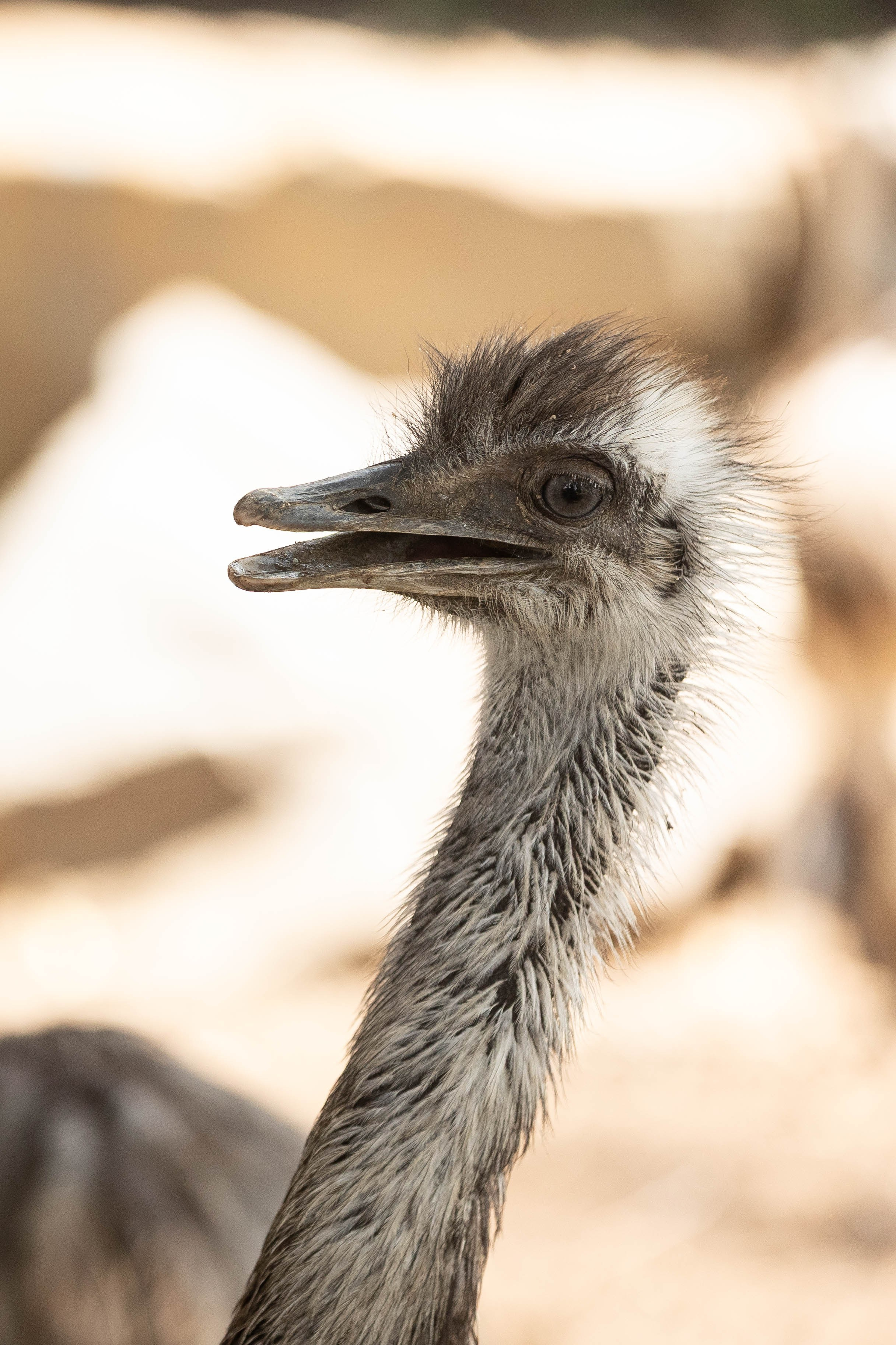 Зоопарк Малинки. Фотограф-АниМалист Анна Абрамова