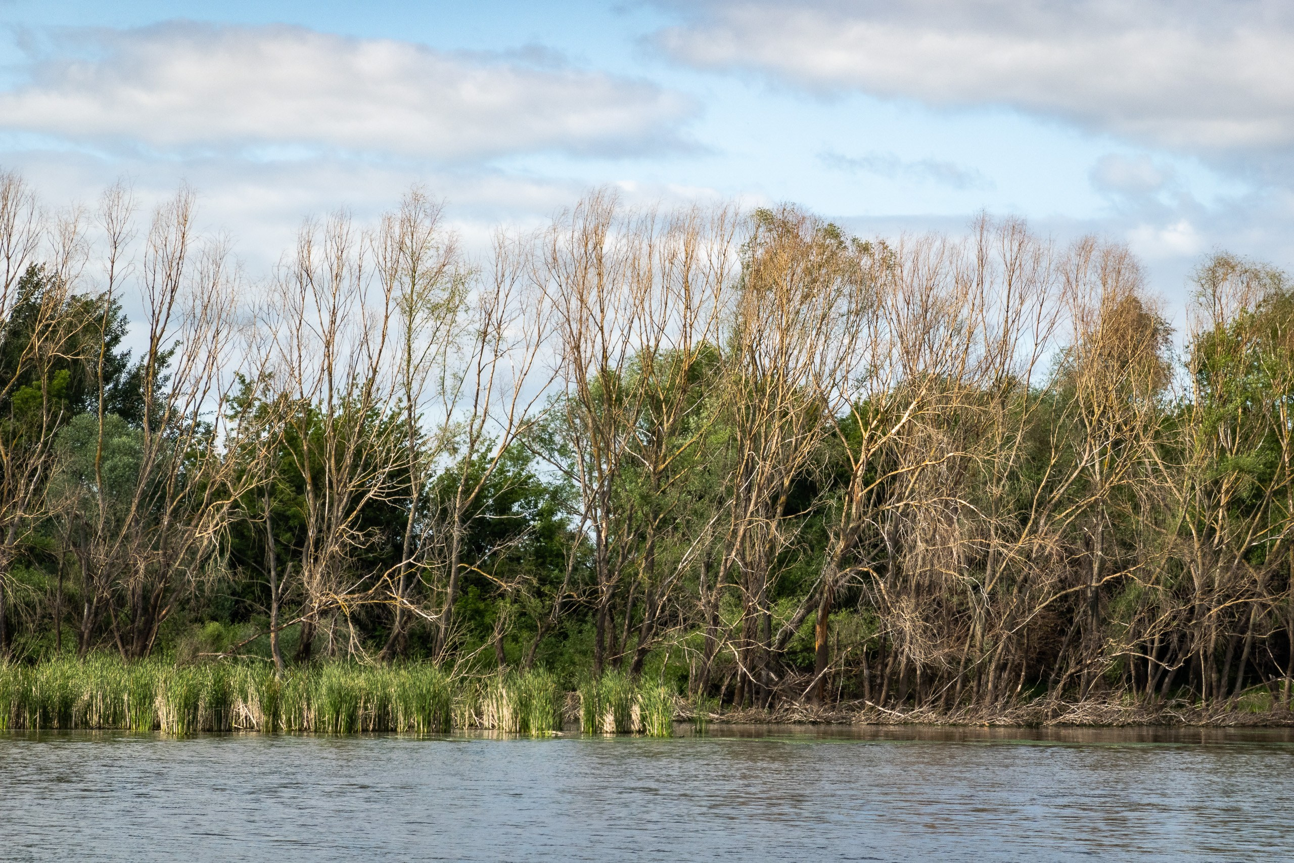 Коломенский кремль и старый город. Пейзажный фотограф Сергей Пестерев. Фото природы