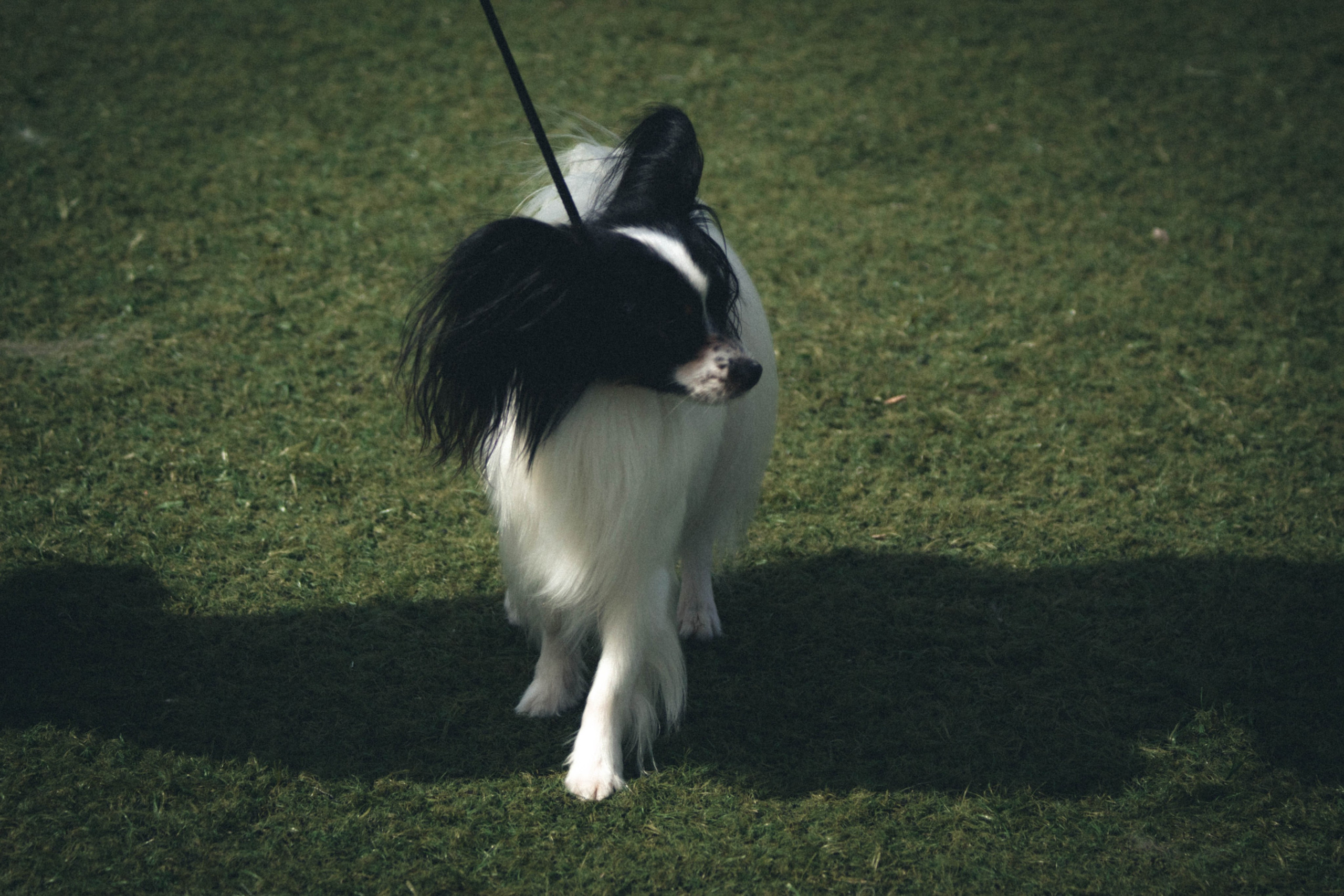 Фотограф анималист для выставки собак в Туле. Фотограф анималист — Тула, Москва
