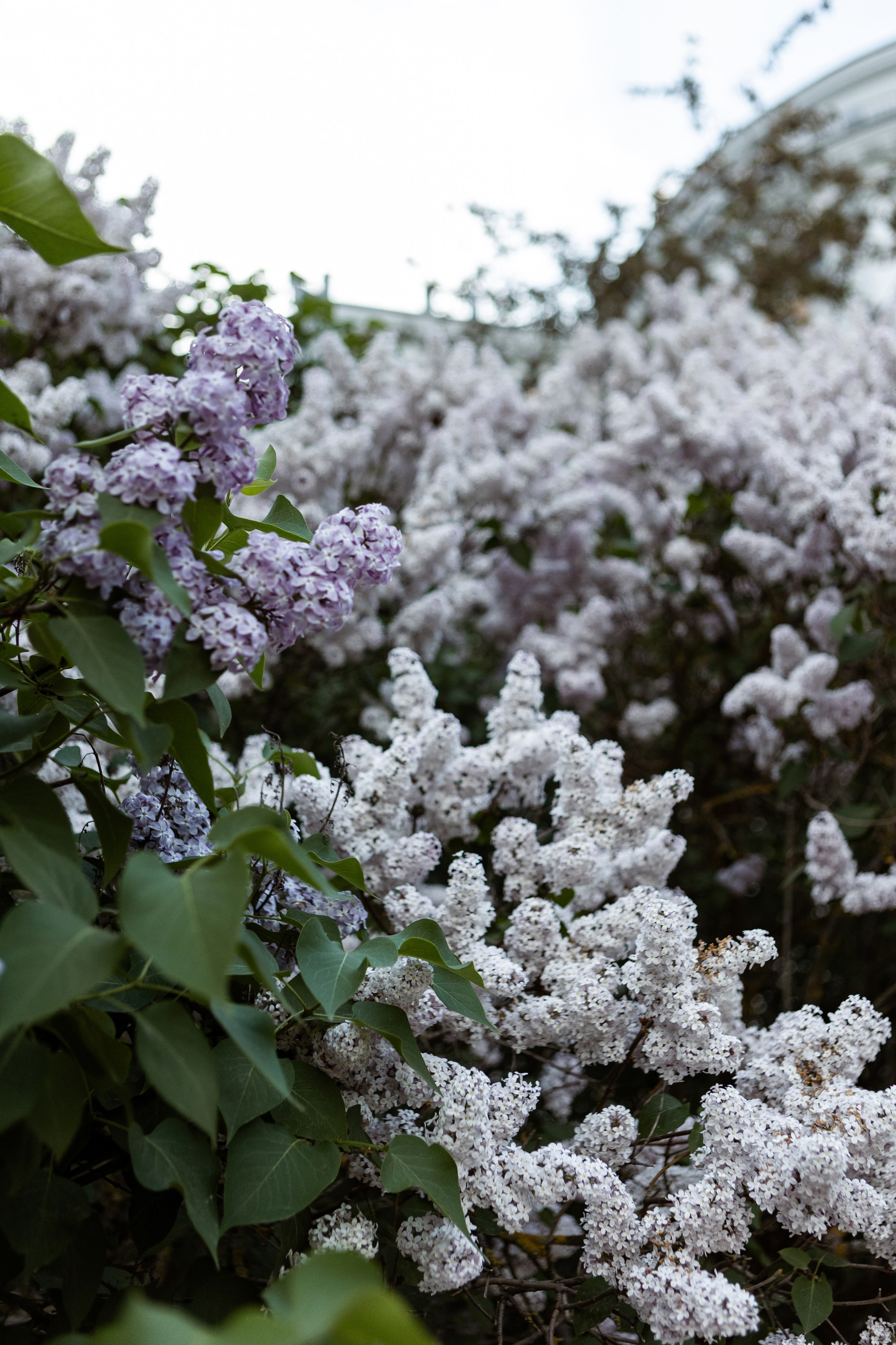 Алена & Денис. Свадебный фотограф в СПБ | Санкт-Петербурге Анастасия Рахимгулова