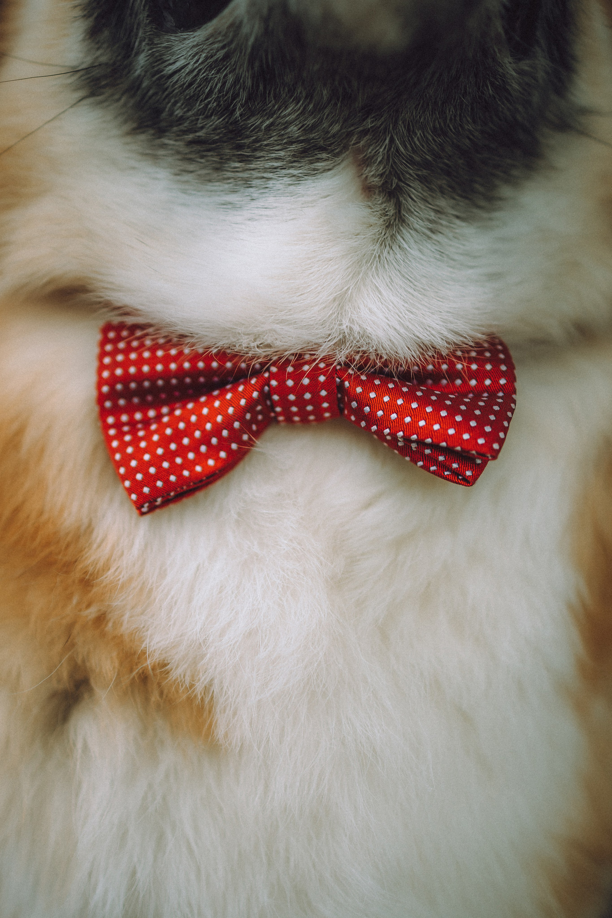 Ира, Леша и Харли