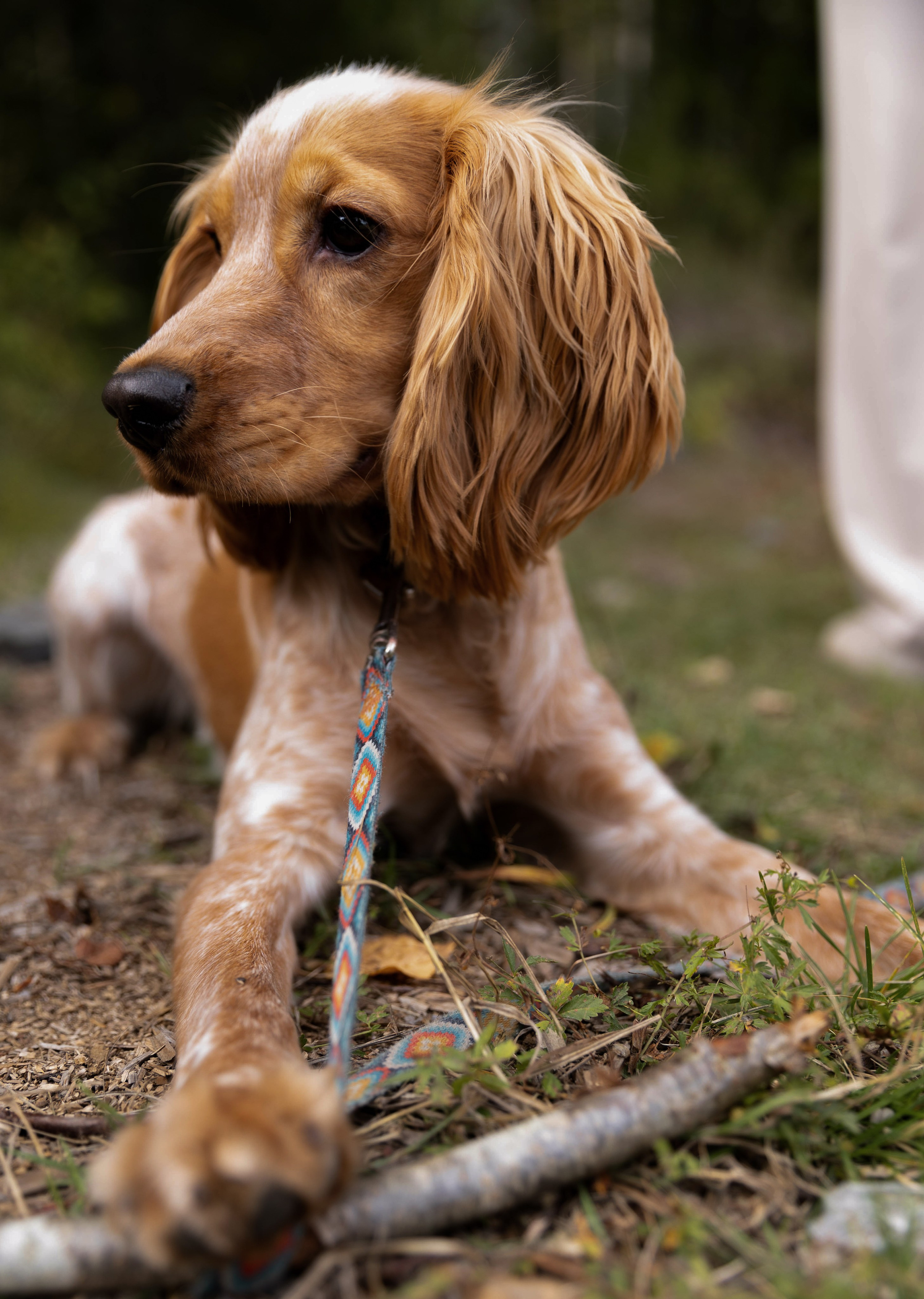 Лера. Свадебный и семейный фотограф в Карелии