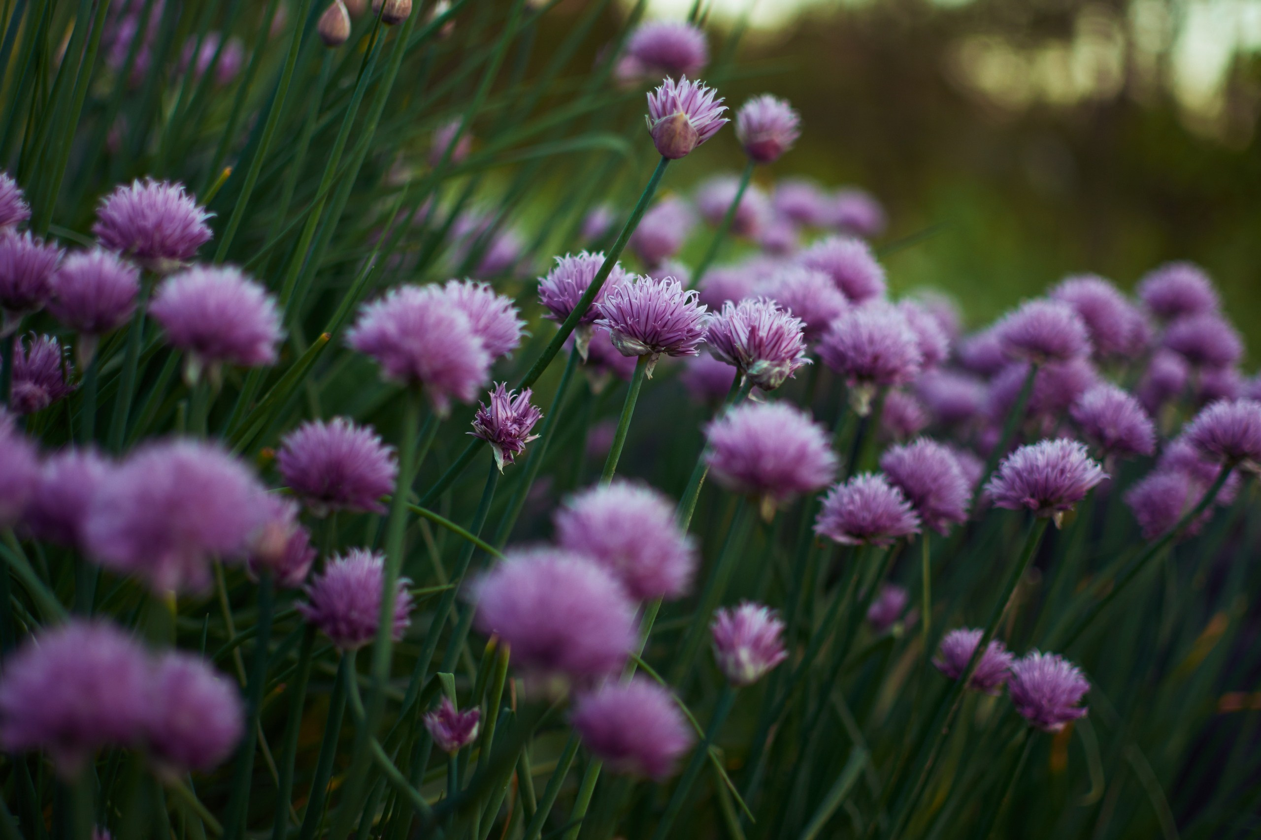 Цветы. Ольга Чёкотова (Фотограф Кострома)