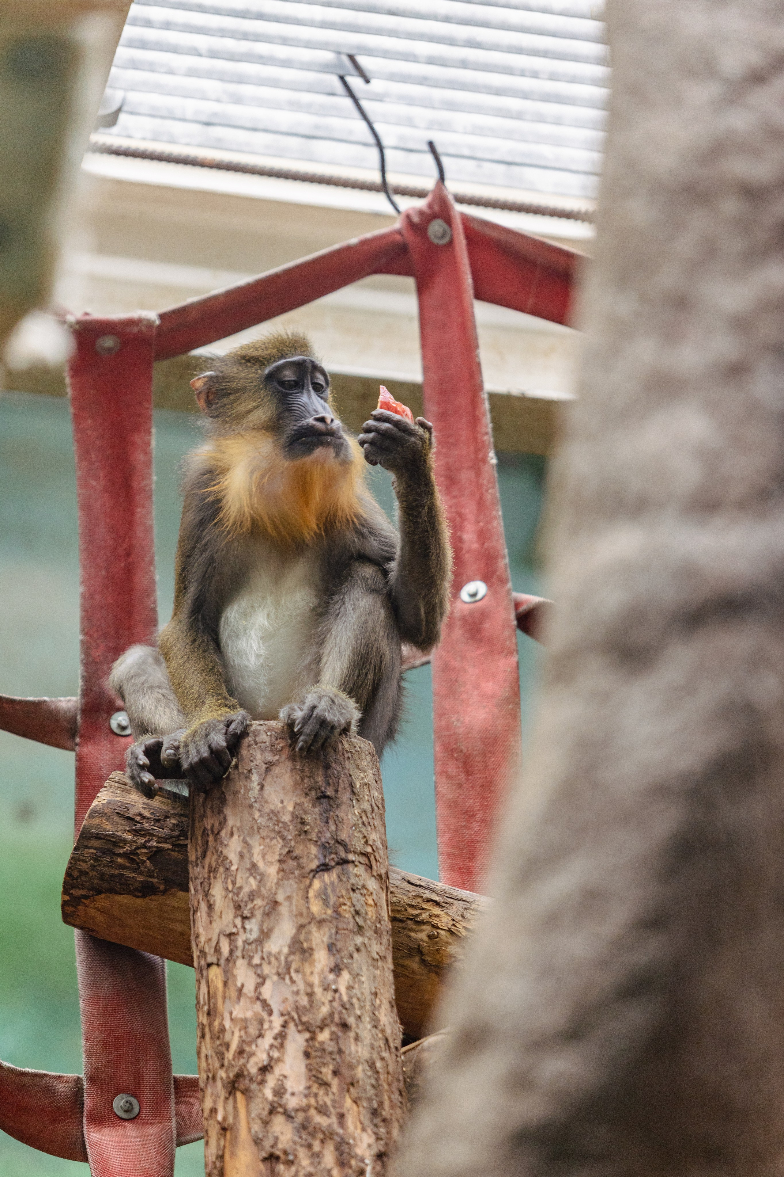 Московский зоопарк. Photographer Sonkina Tatiana (Tanya Ash)