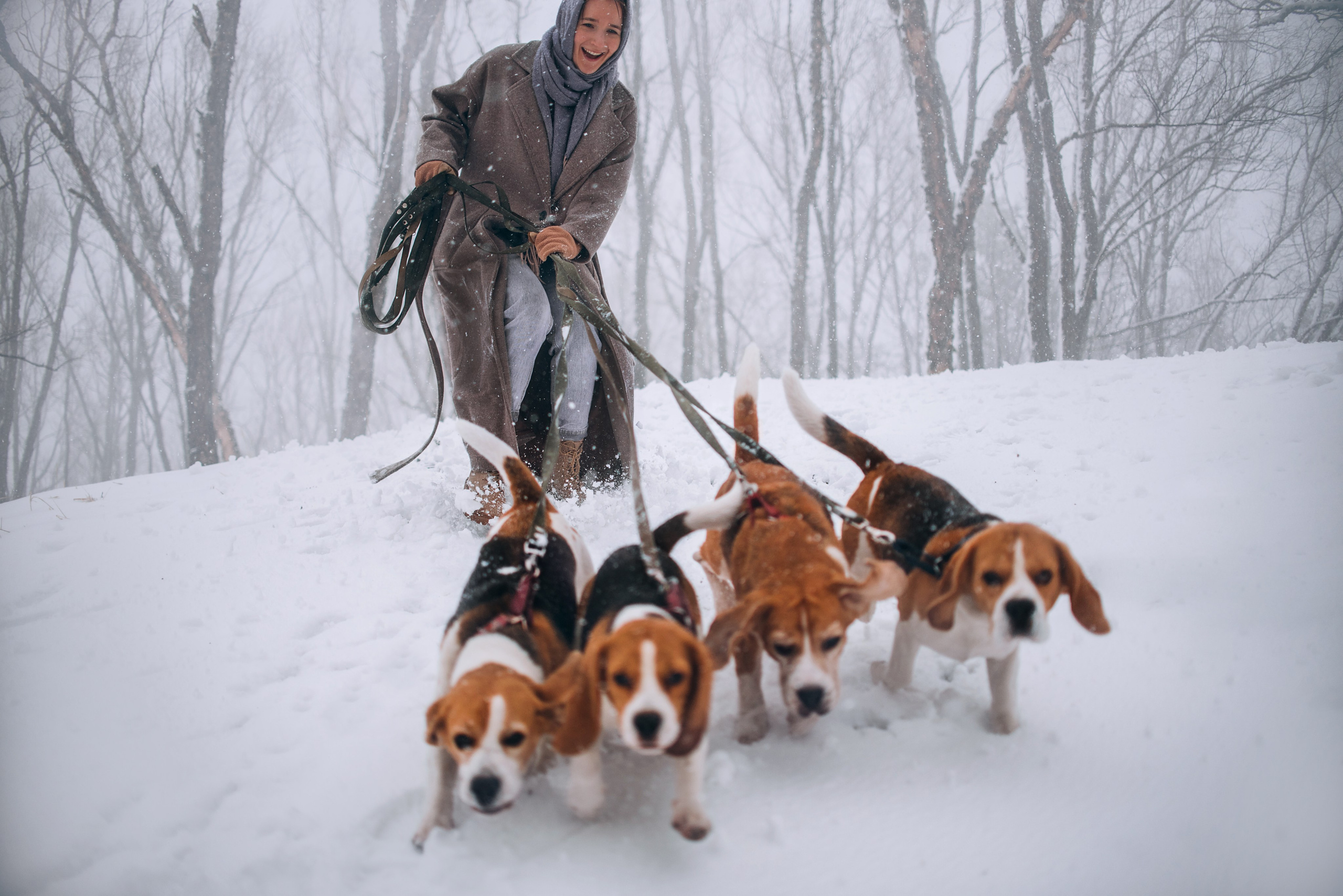 Прогулка с собаками: бигли и Лена. Портфолио