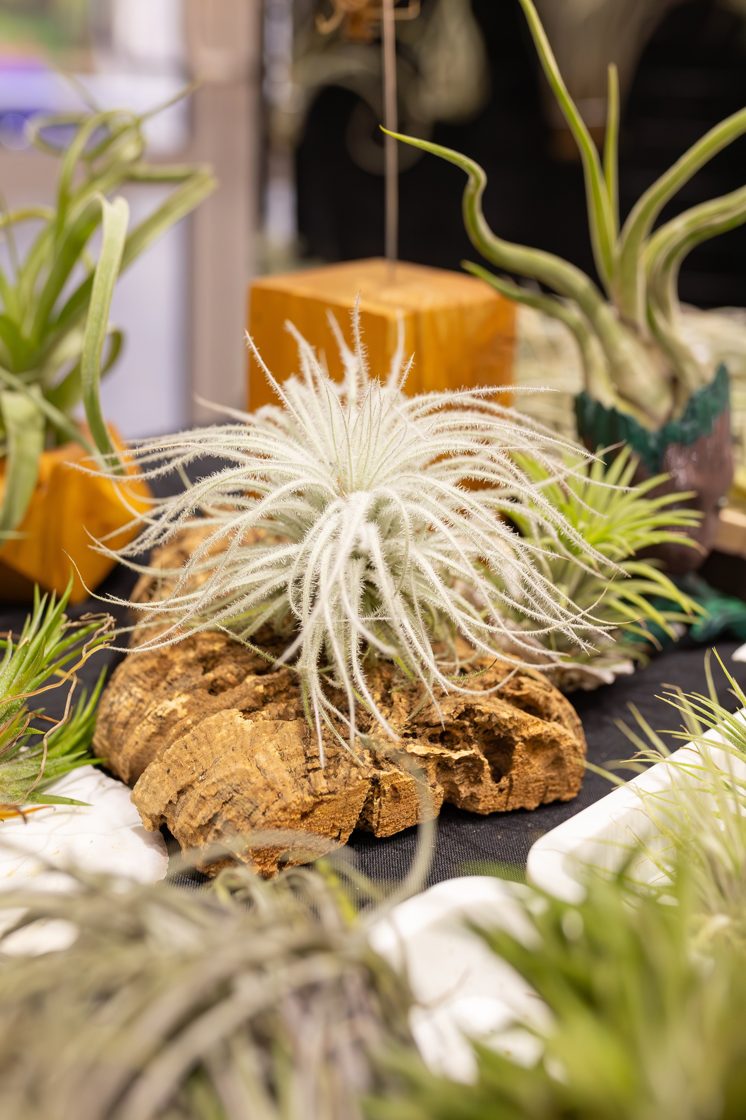 Монстериум апрель 2026. Александра Куликова фотограф, Москва