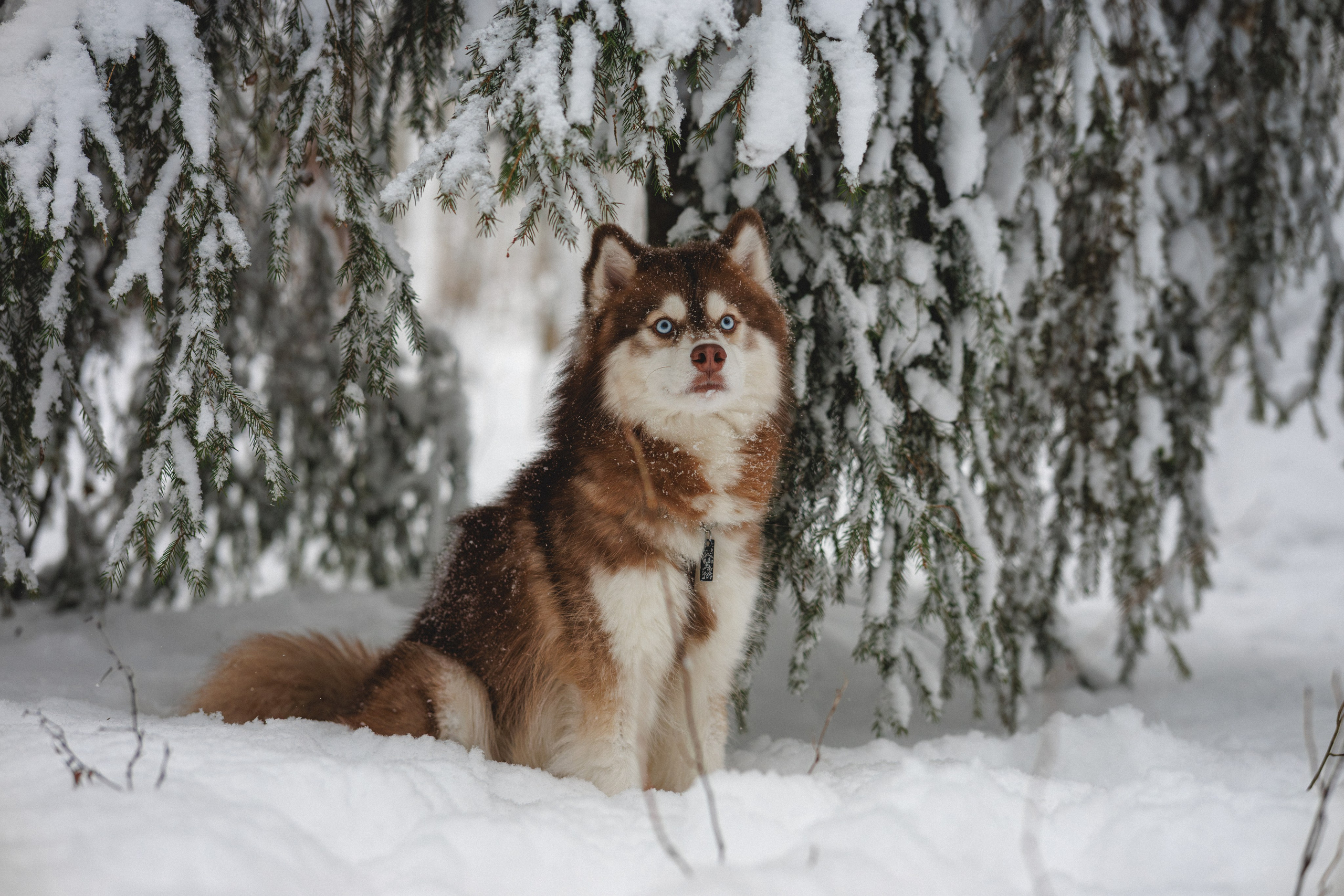 Полина и Миша. Фотограф в Санкт-Петербурге Алёна Губинская