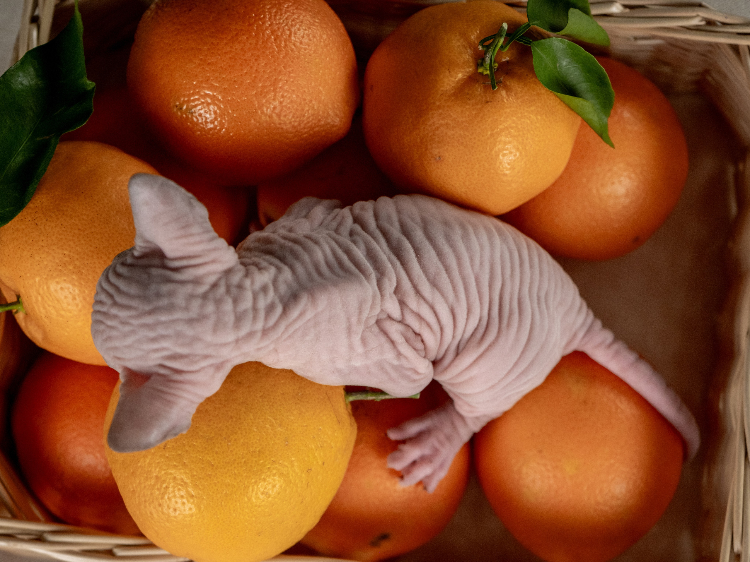 Невероятные сфинксы и эльфы для Ланы!. Зоофотограф, фотограф животных в Москве и области Дина Дамоцева