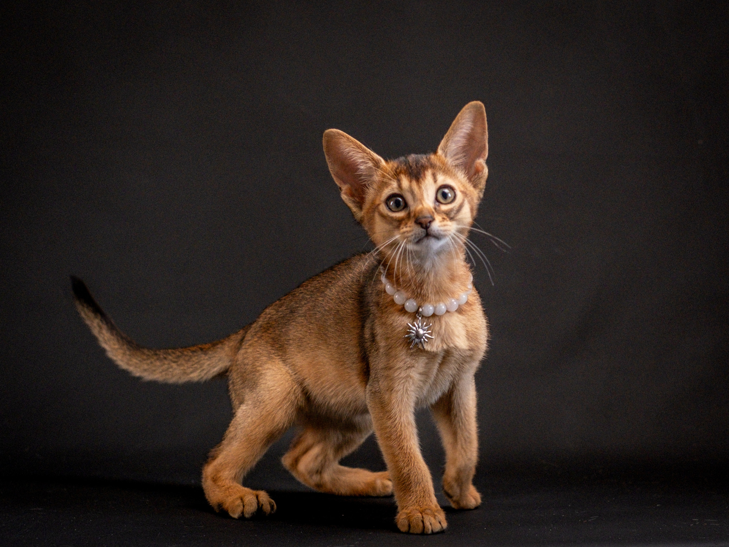 Абиссинцы для Натальи). Зоофотограф, фотограф животных в Москве и области Дина Дамоцева
