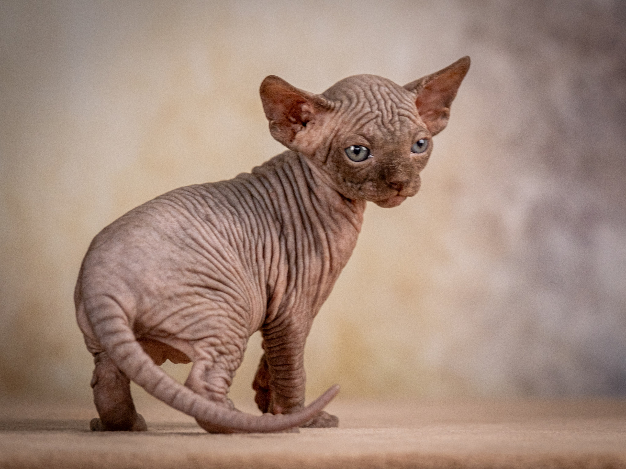 Сфинксы и эльфы для Никиты!. Зоофотограф, фотограф животных в Москве и области Дина Дамоцева