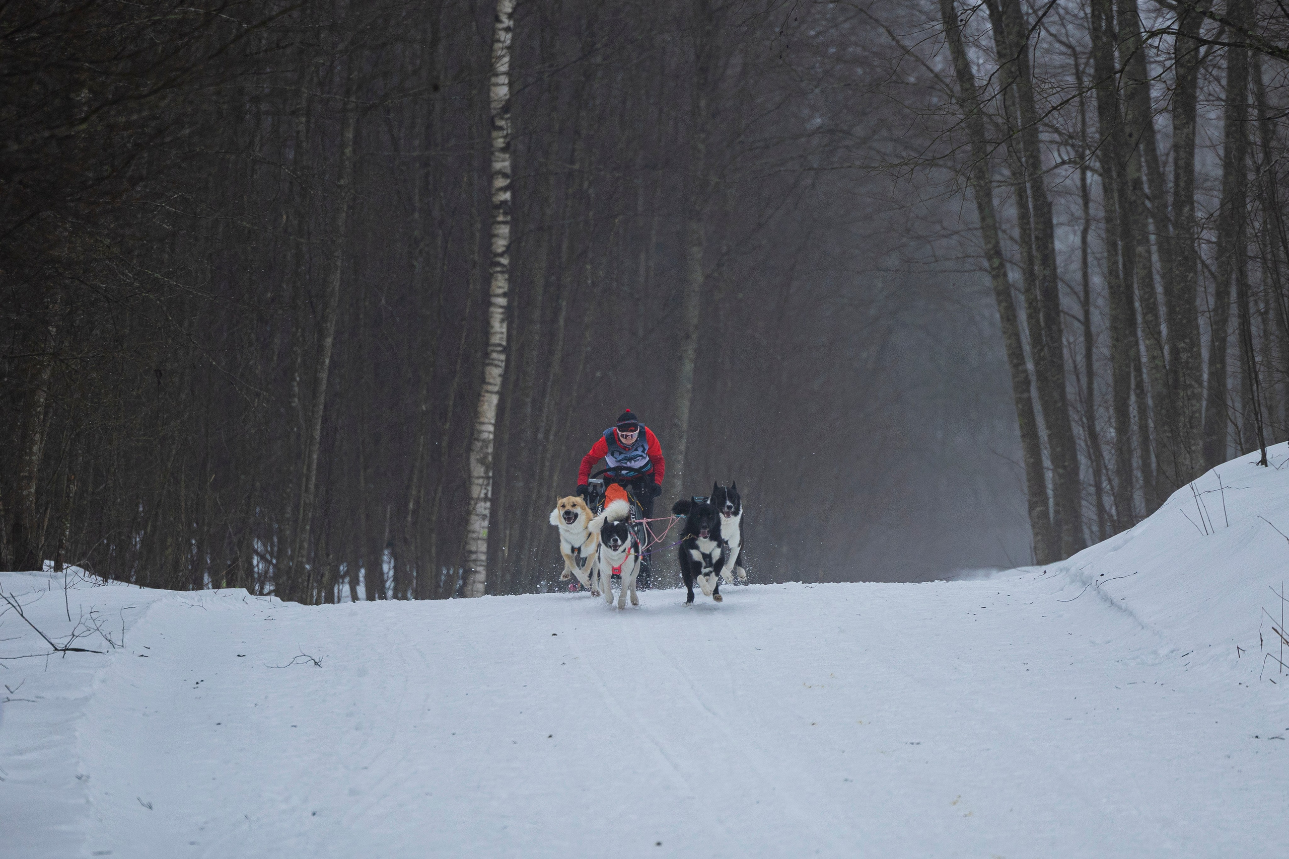 Зимний Чемпионат Санкт-Петербурга по ездовому спорту. Фотограф-анималист Анна Маринич