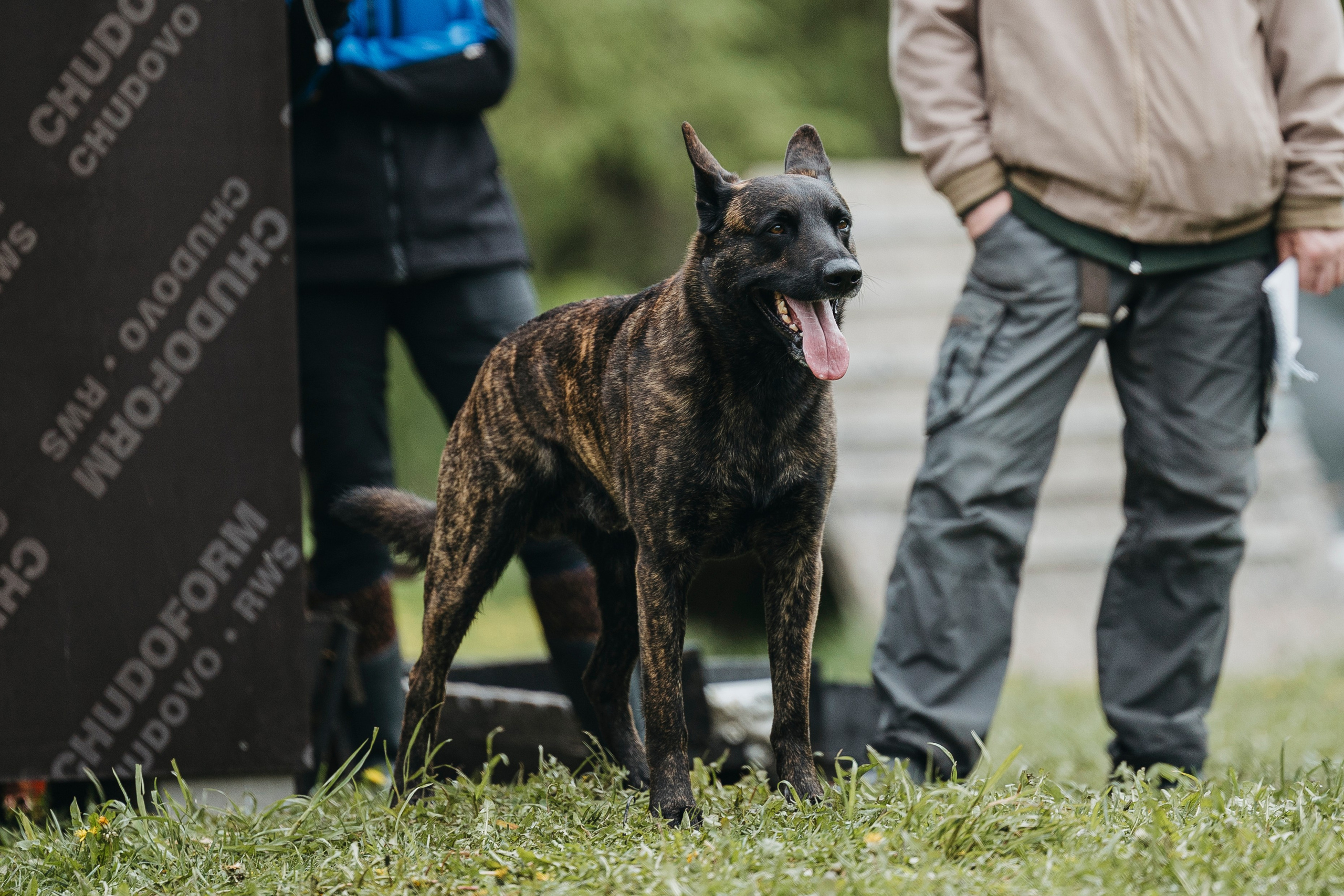 26.05.25 г. Пушкин квалификационные соревнования. Фотограф-анималист Анна Маринич