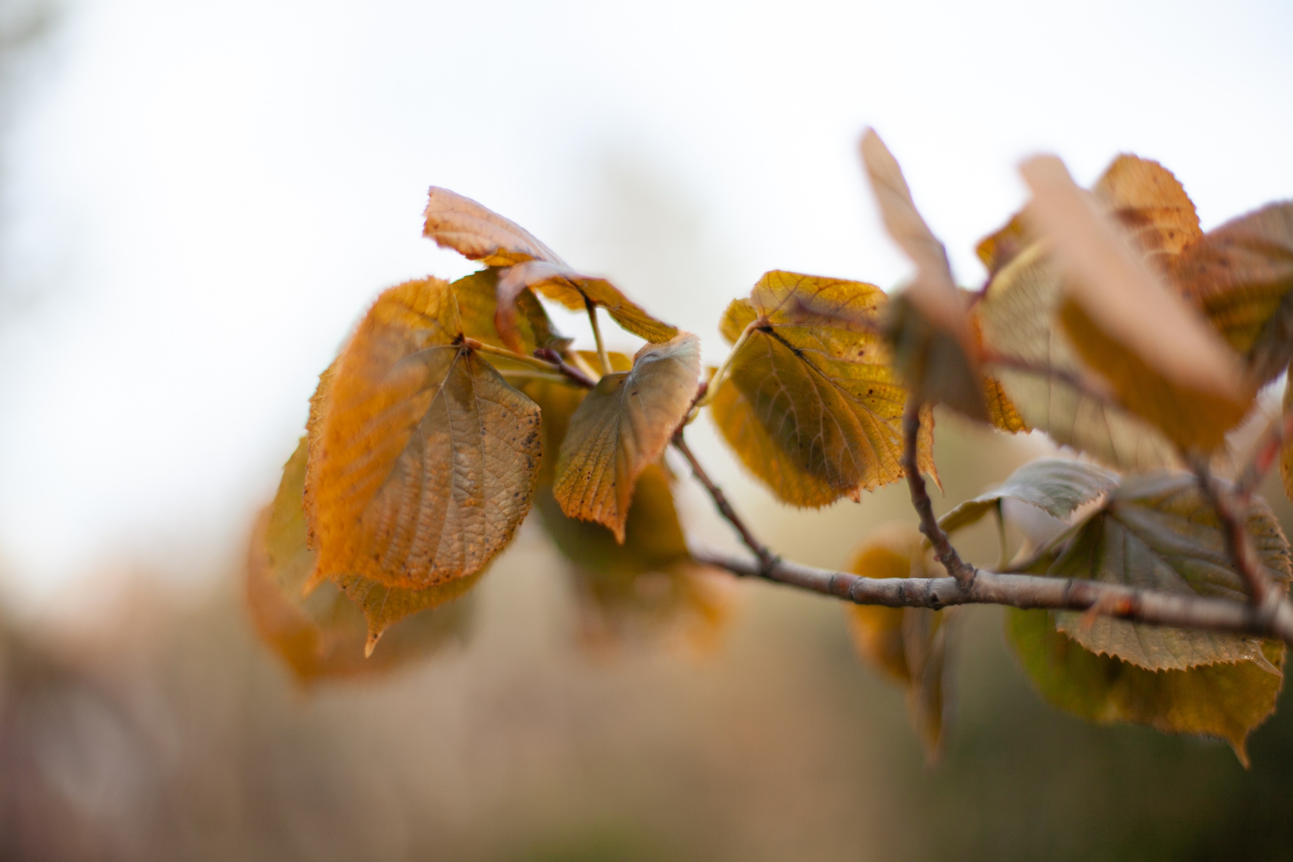 Сады Мечты. Контент для сайта. Фотограф Дарья Локотко в Красноярске