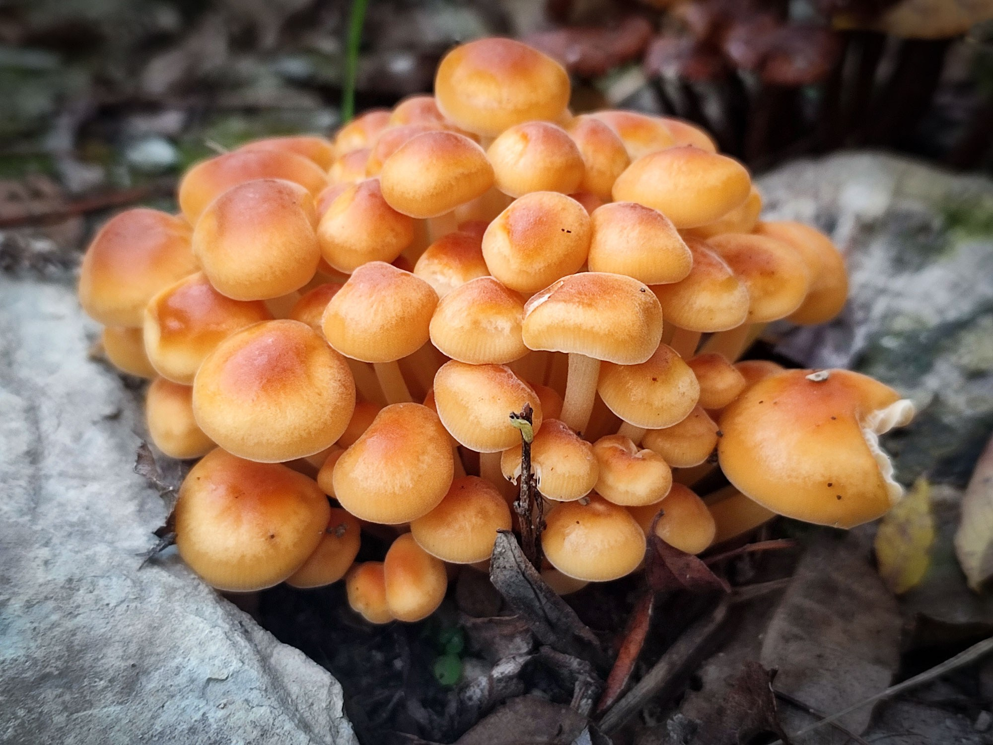 Свадебный фотограф в Геленджике