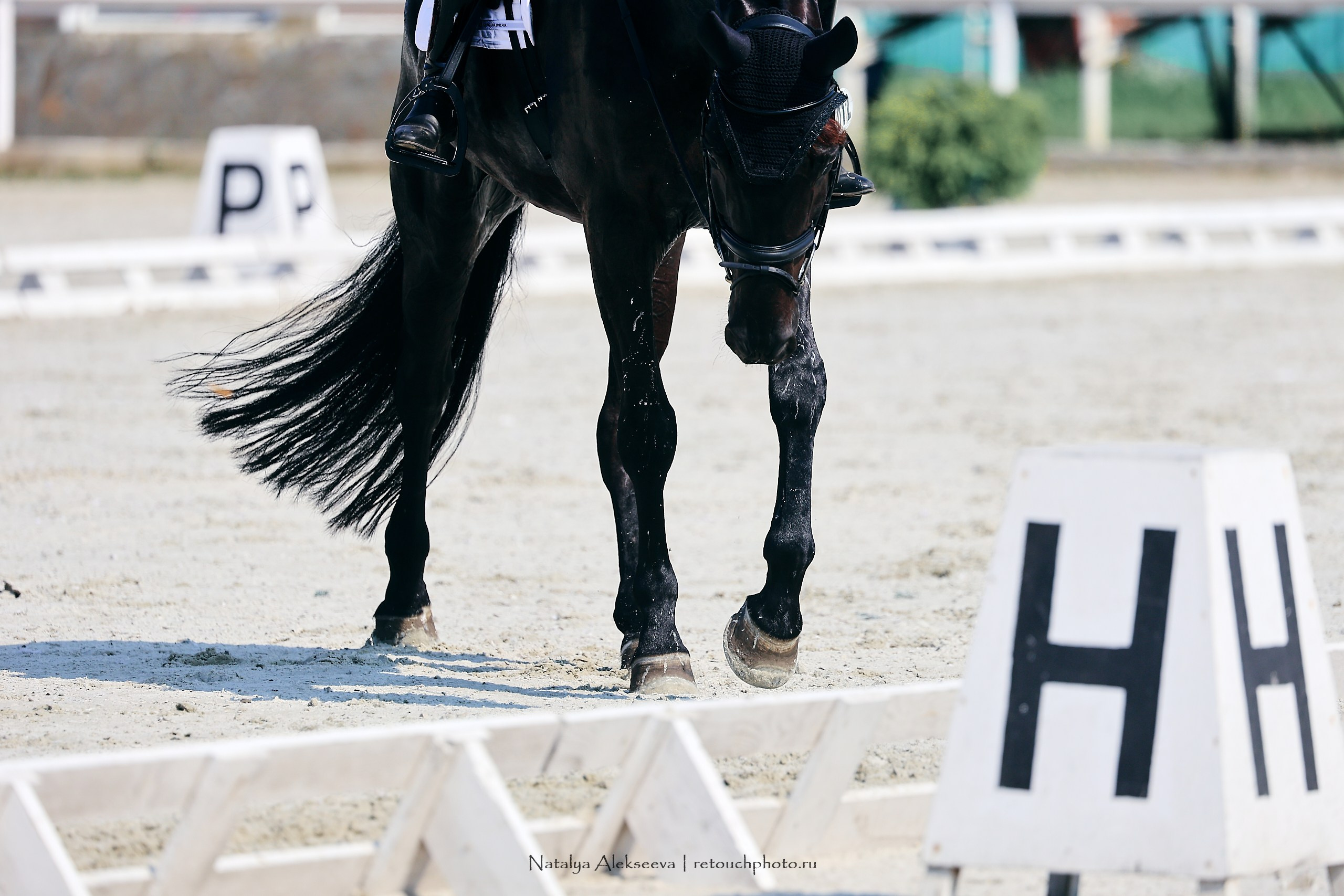 Личный ЧР по выездке, КСК Конаковские конюшни | 08'2023. Репортажный фотограф и ретушер в Москве Наталья Алексеева