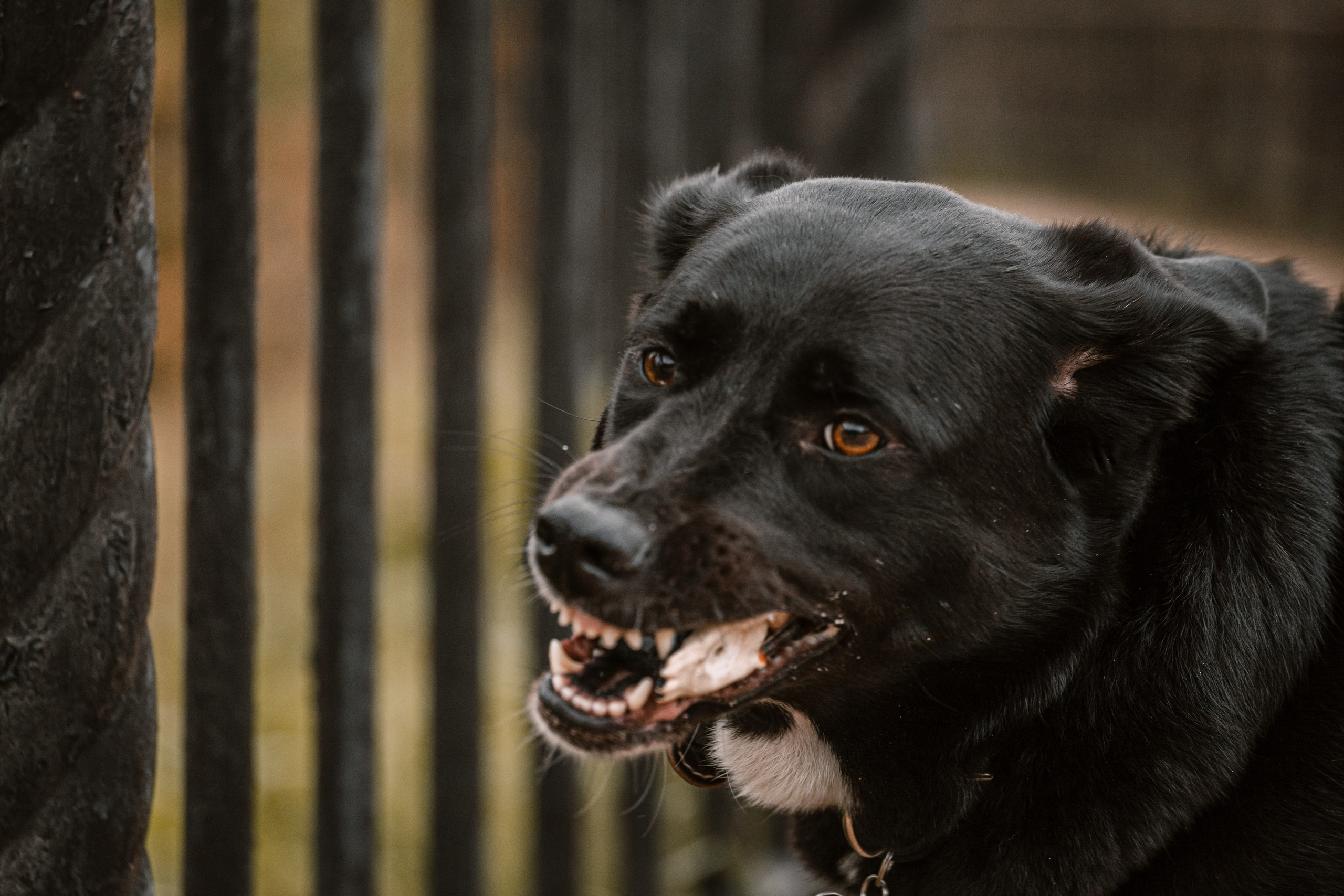 Юля и Фортуна. Фотограф-анималист Татьяна Степанова