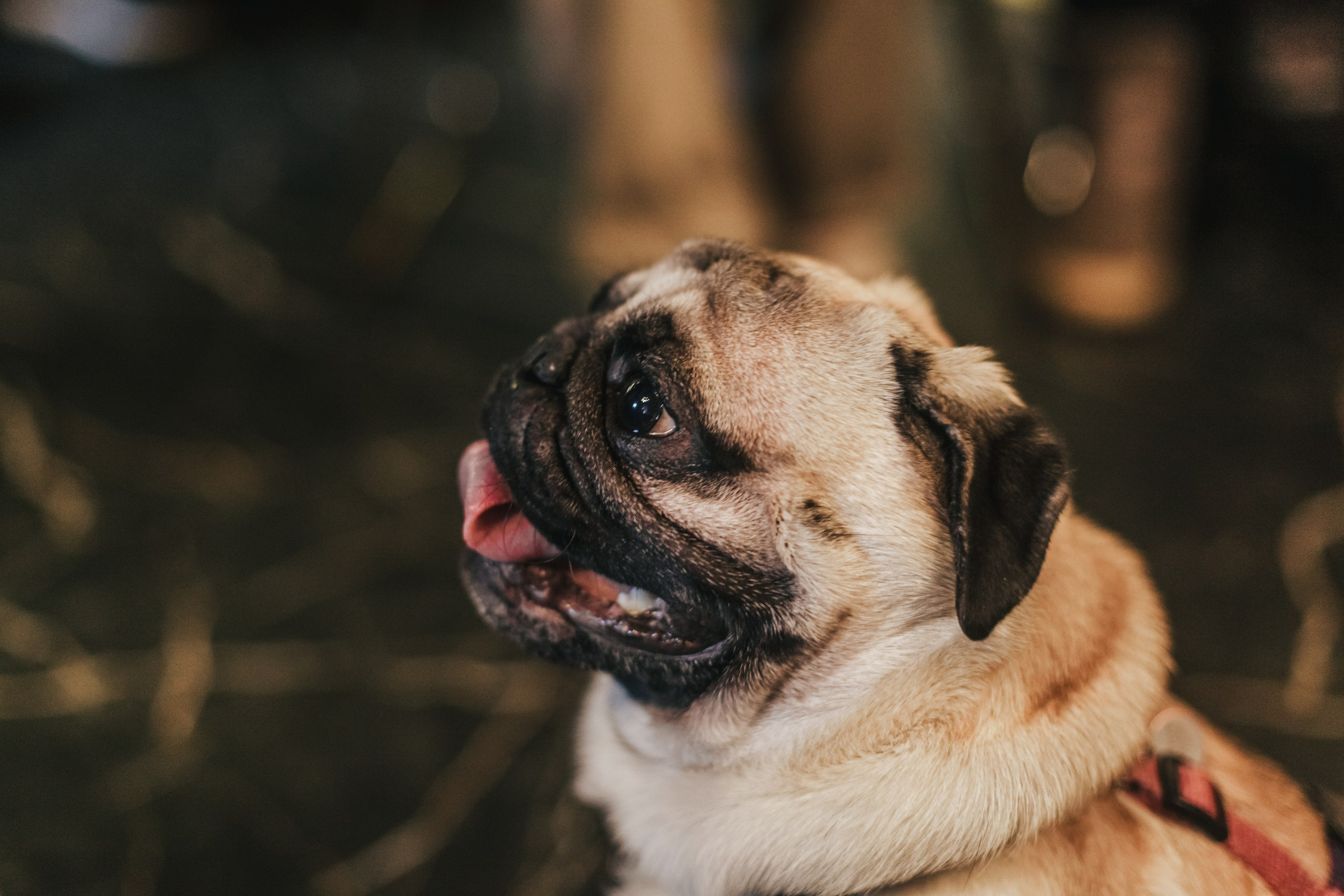 Мопсовстреча 02.12.2023. Фотограф-анималист Татьяна Степанова