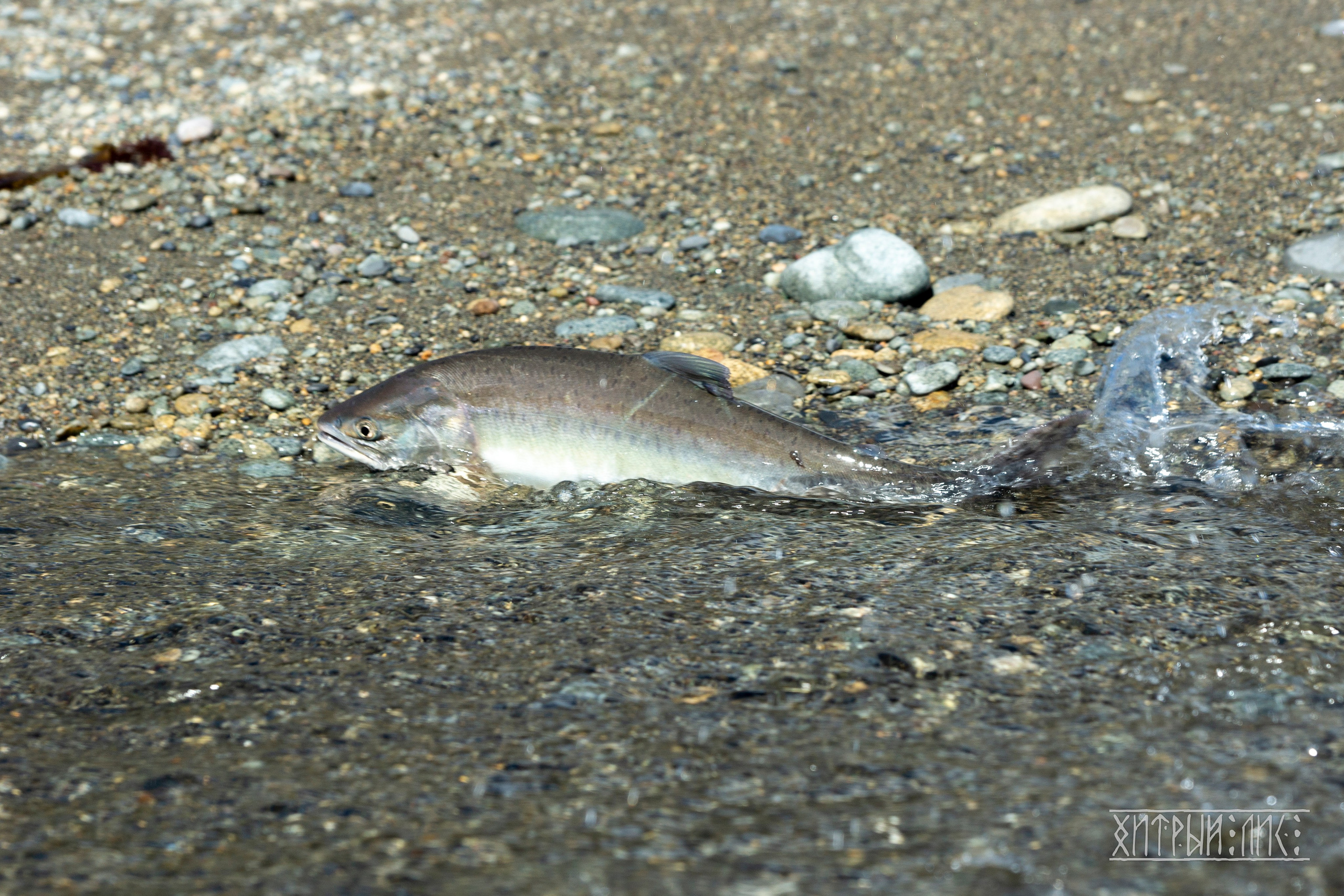 Сахалин. Фотограф-путешественник Самойлов Максим «Sly Fox»