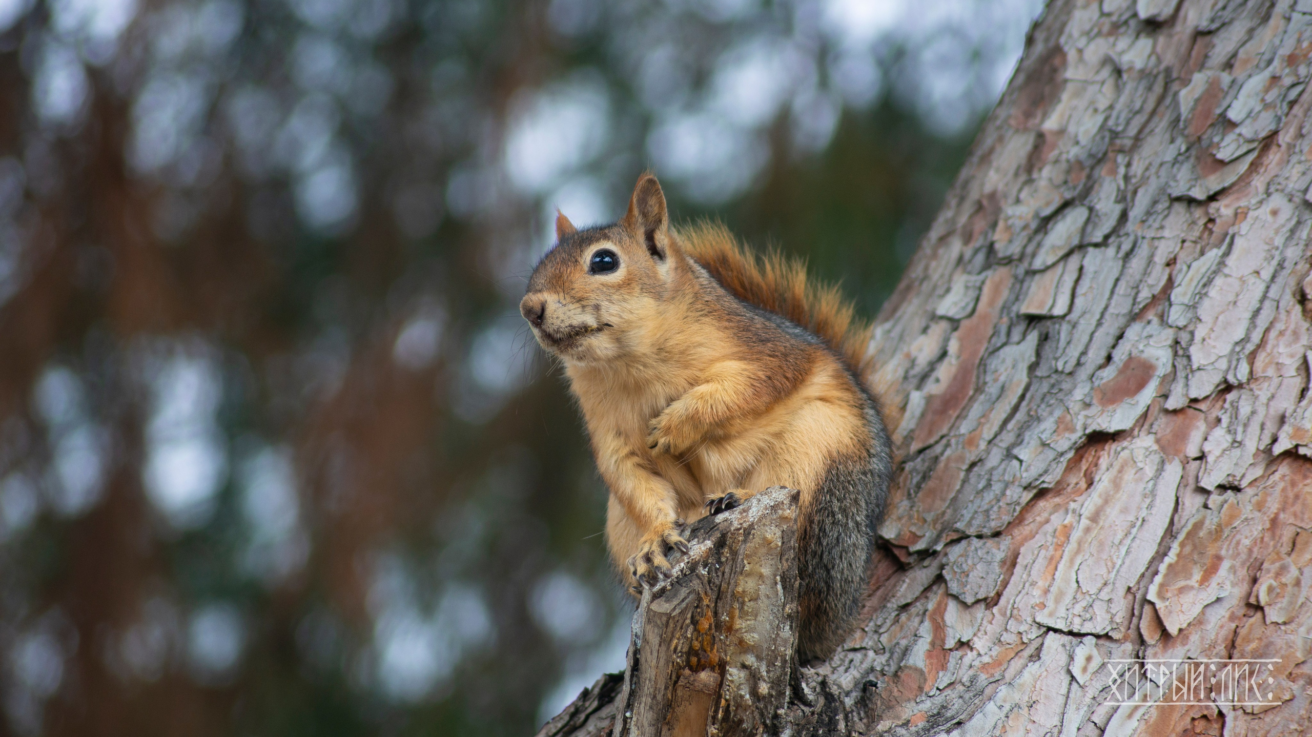 Турция. Фотограф-путешественник Самойлов Максим «Sly Fox»