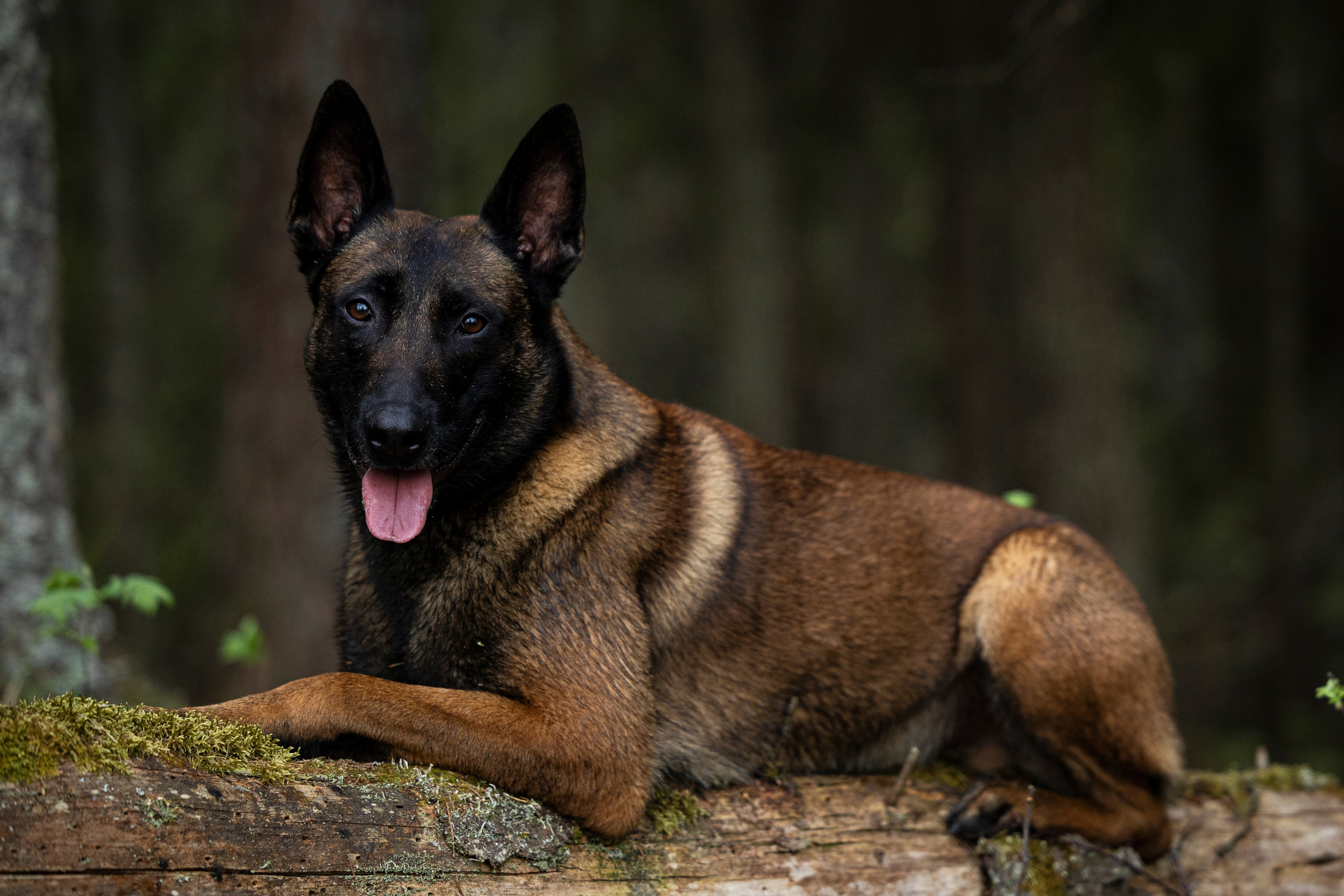 Ричард залив. Фотограф-анималист Анна Маринич