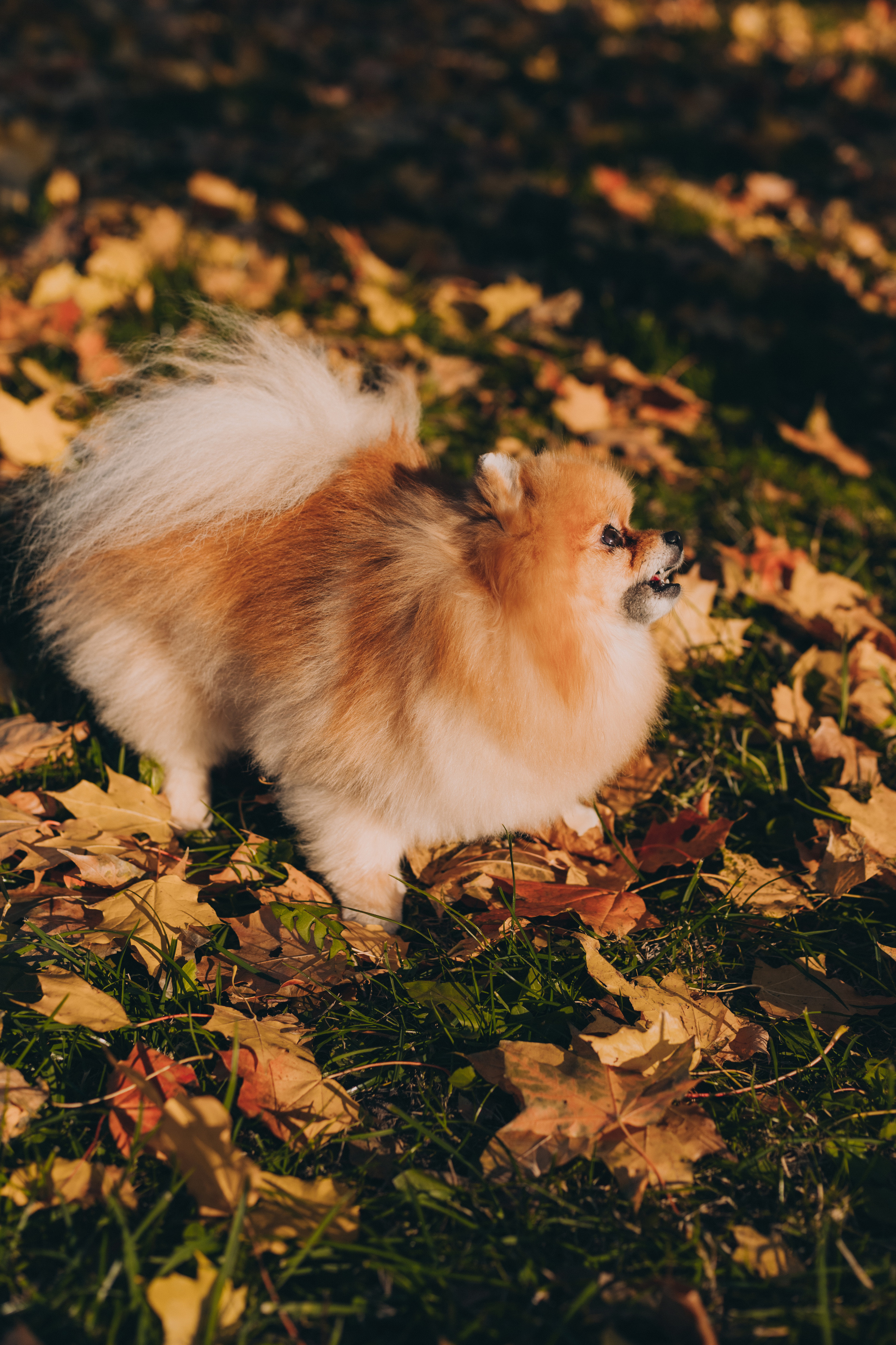 Осень. В ожидании. Семейный фотограф в Санкт-Петербурге Любовь Савкина