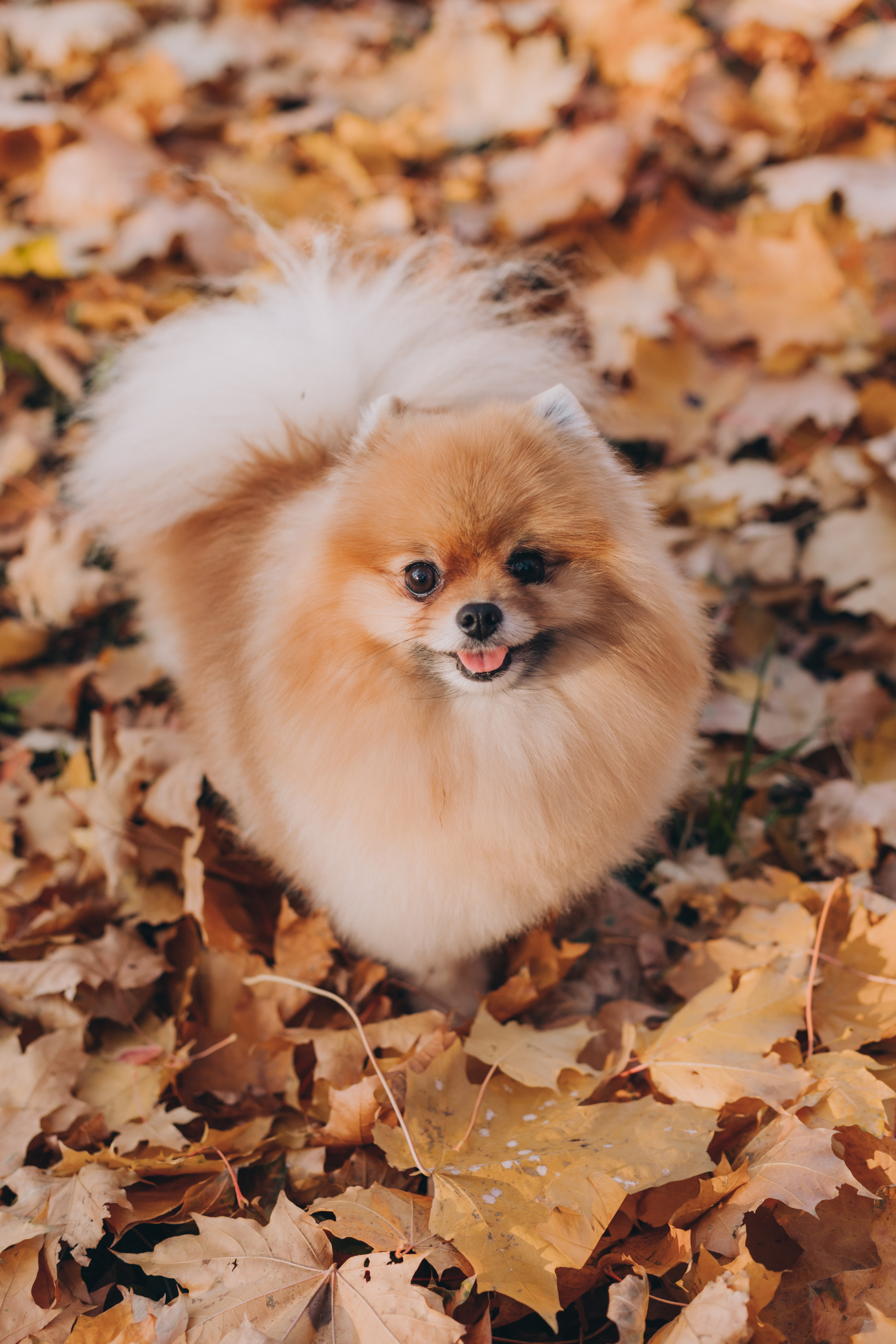 Осень. В ожидании. Семейный фотограф в Санкт-Петербурге Любовь Савкина