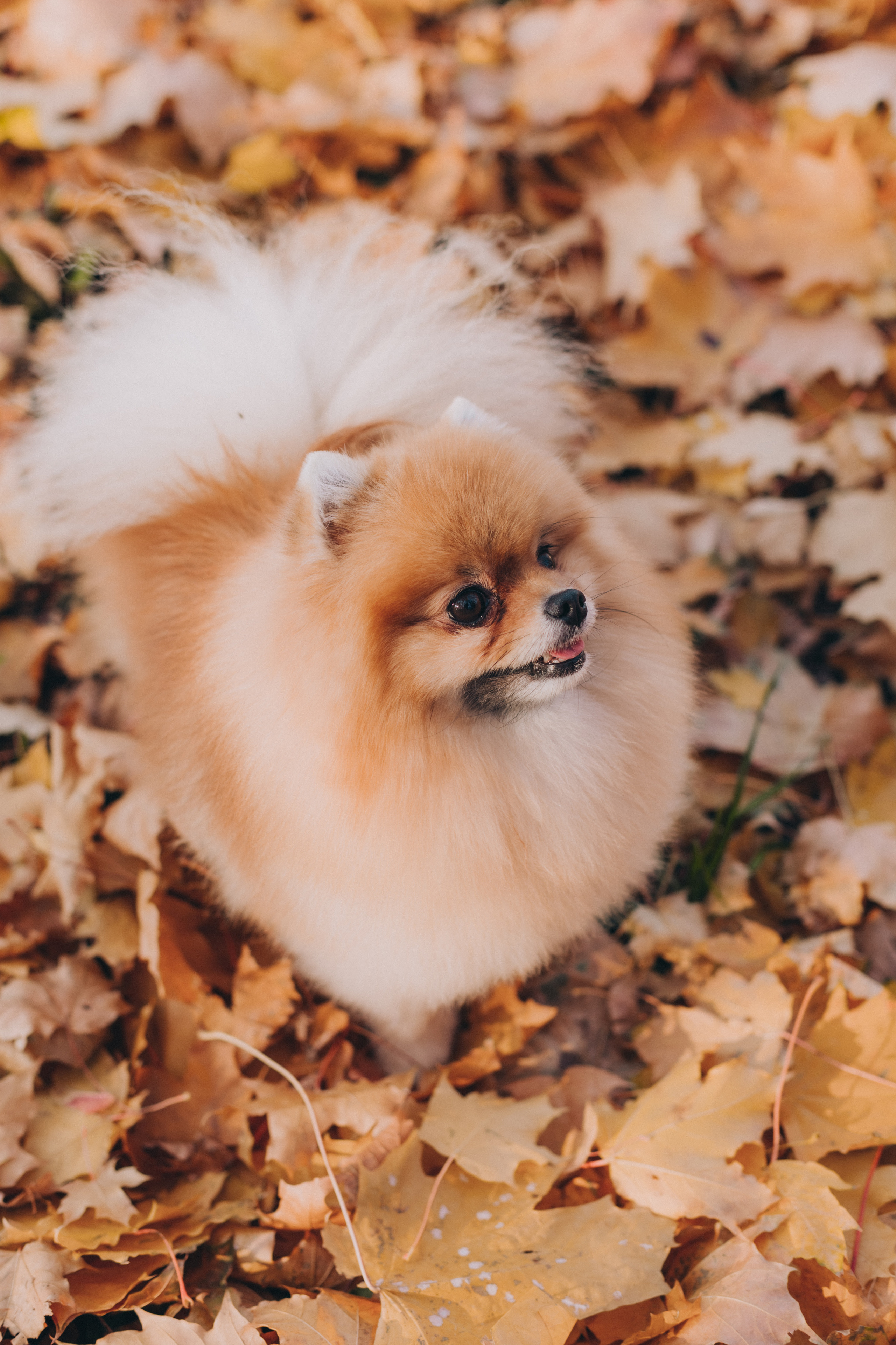 Осень. В ожидании. Семейный фотограф в Санкт-Петербурге Любовь Савкина