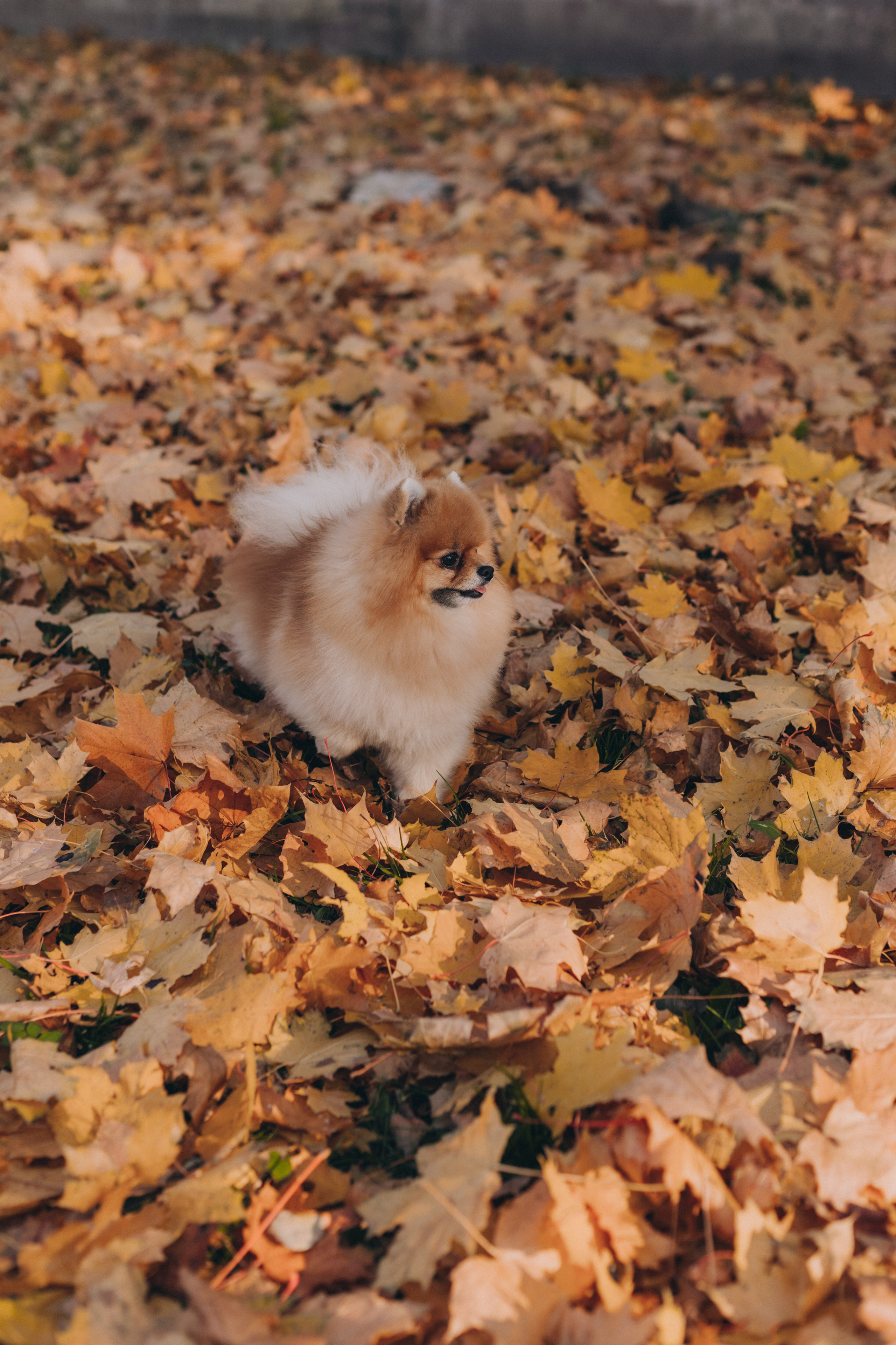 Осень. В ожидании. Семейный фотограф в Санкт-Петербурге Любовь Савкина